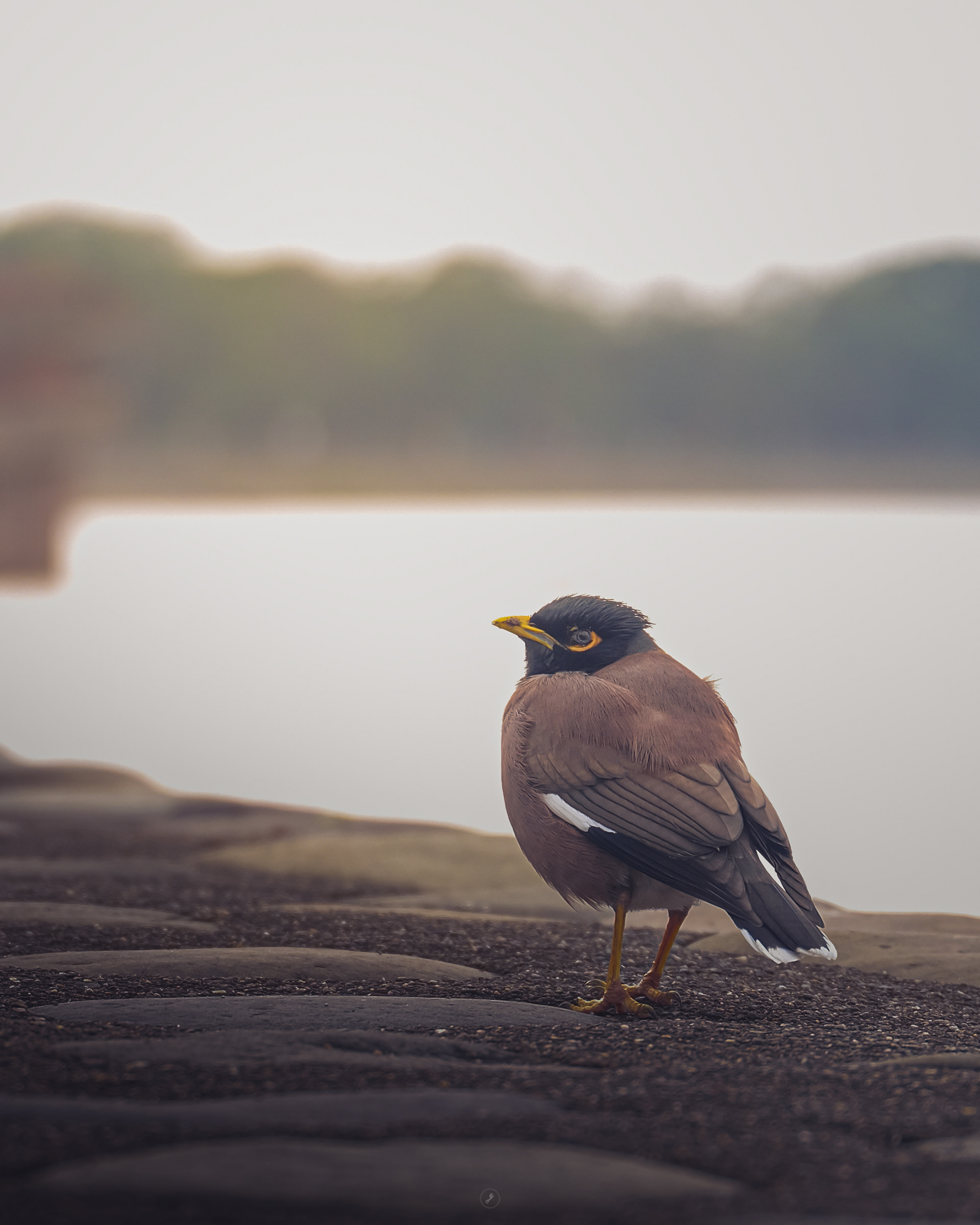 Captured by Rohit Chopra