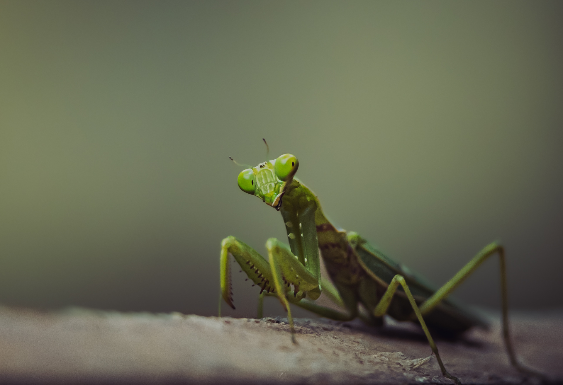 Captured by Rohit Chopra