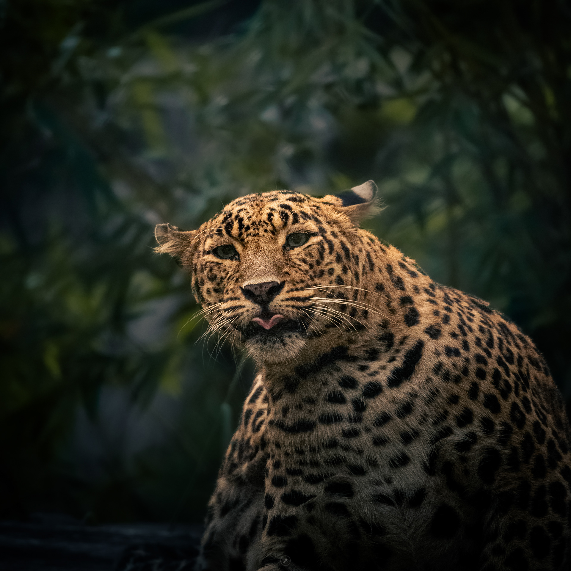 Captured by Rohit Chopra