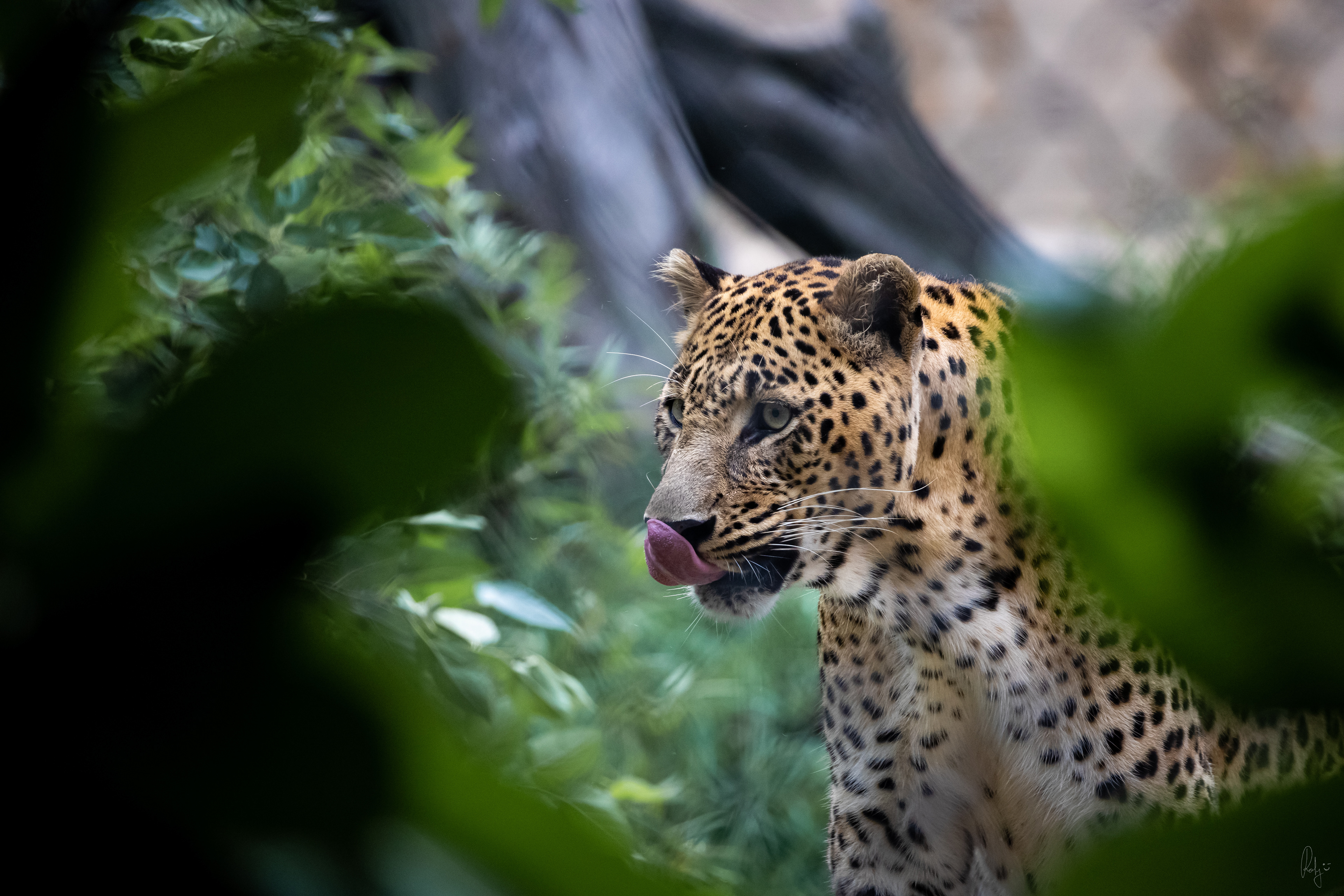 Captured by Rohit Chopra