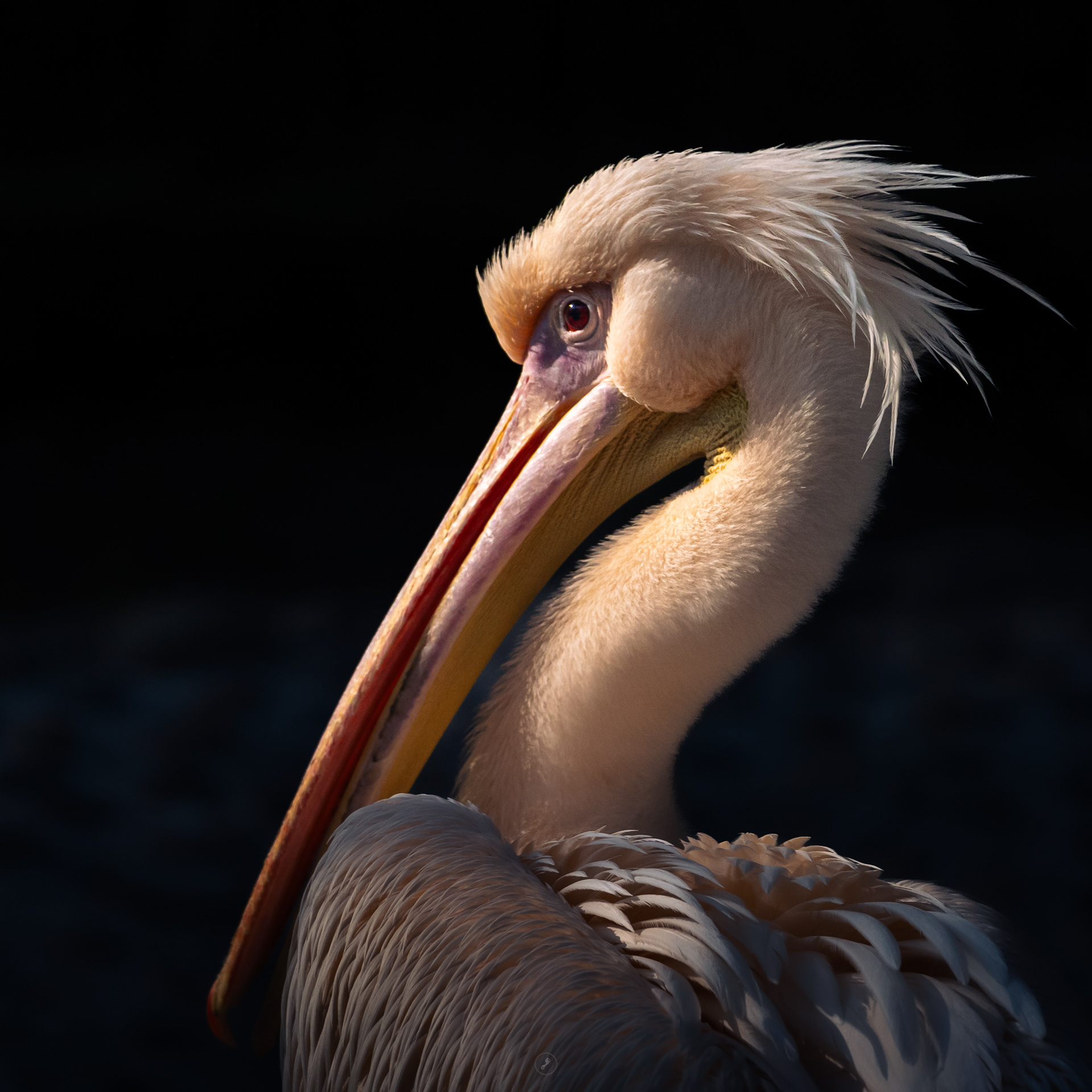 Captured by Rohit Chopra