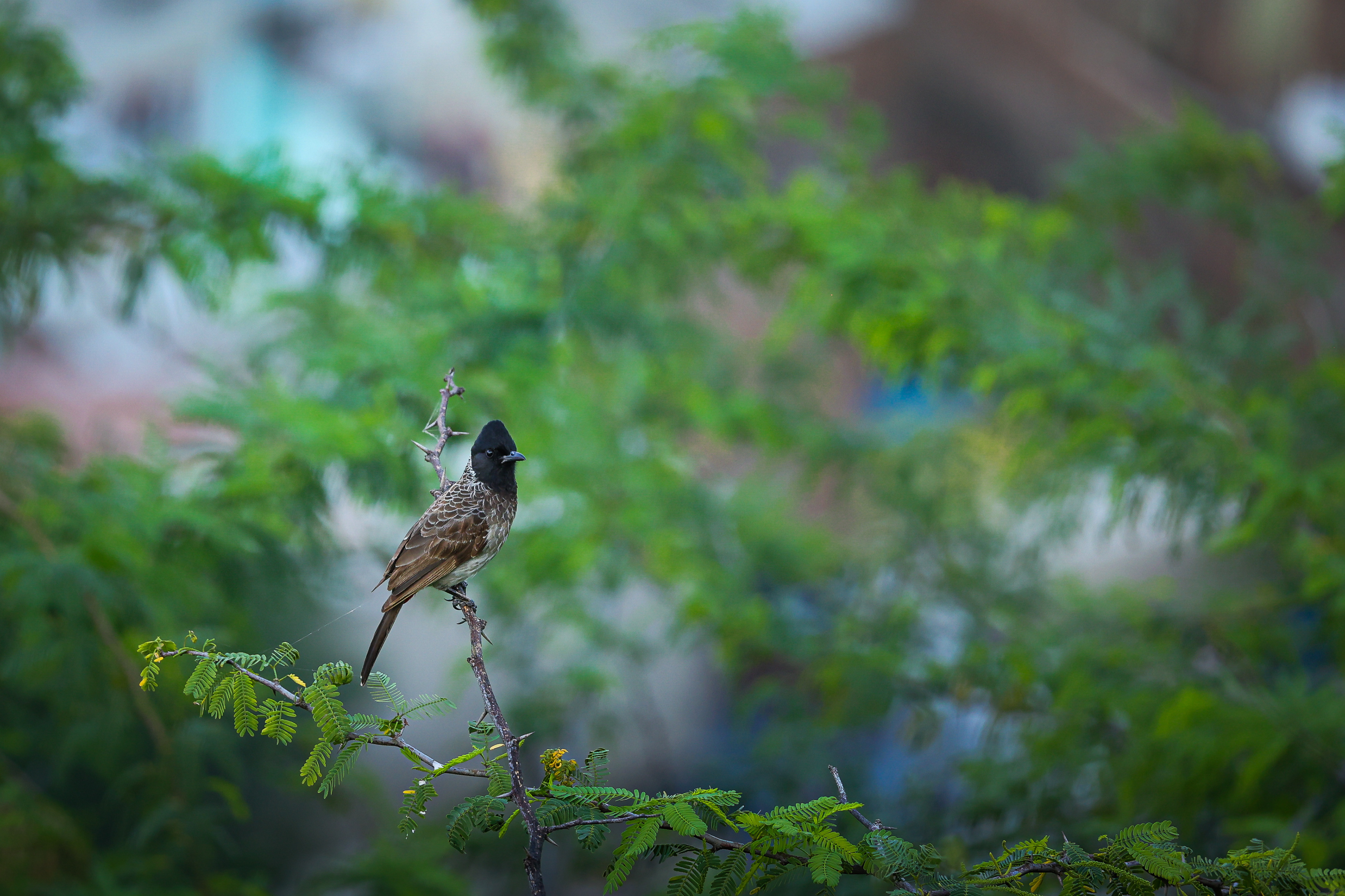 Captured by Rohit Chopra