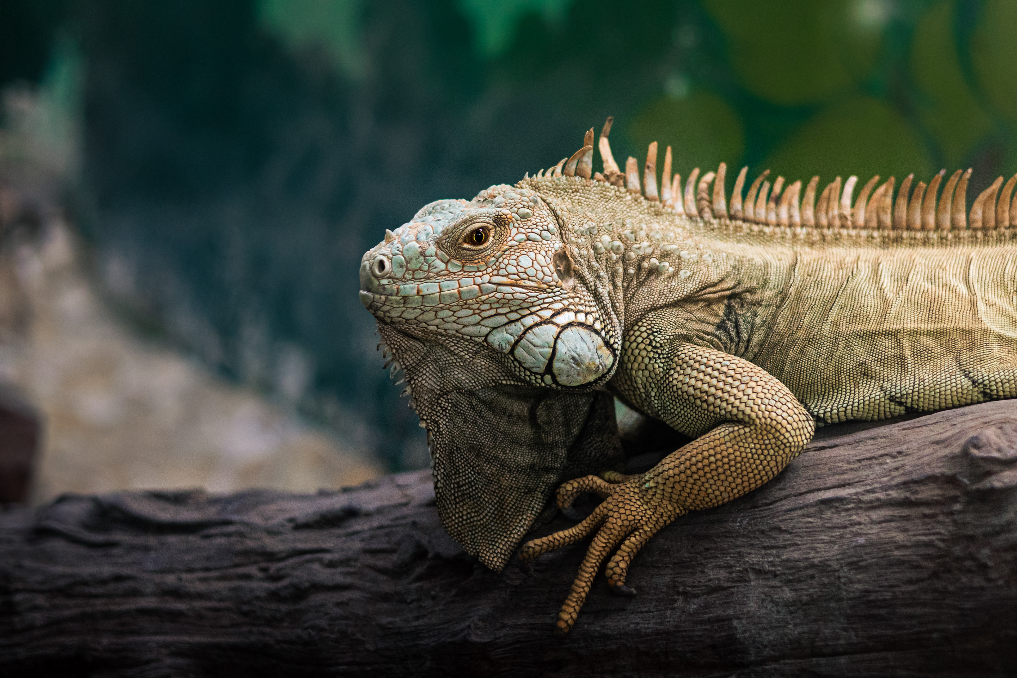 Captured by Rohit Chopra