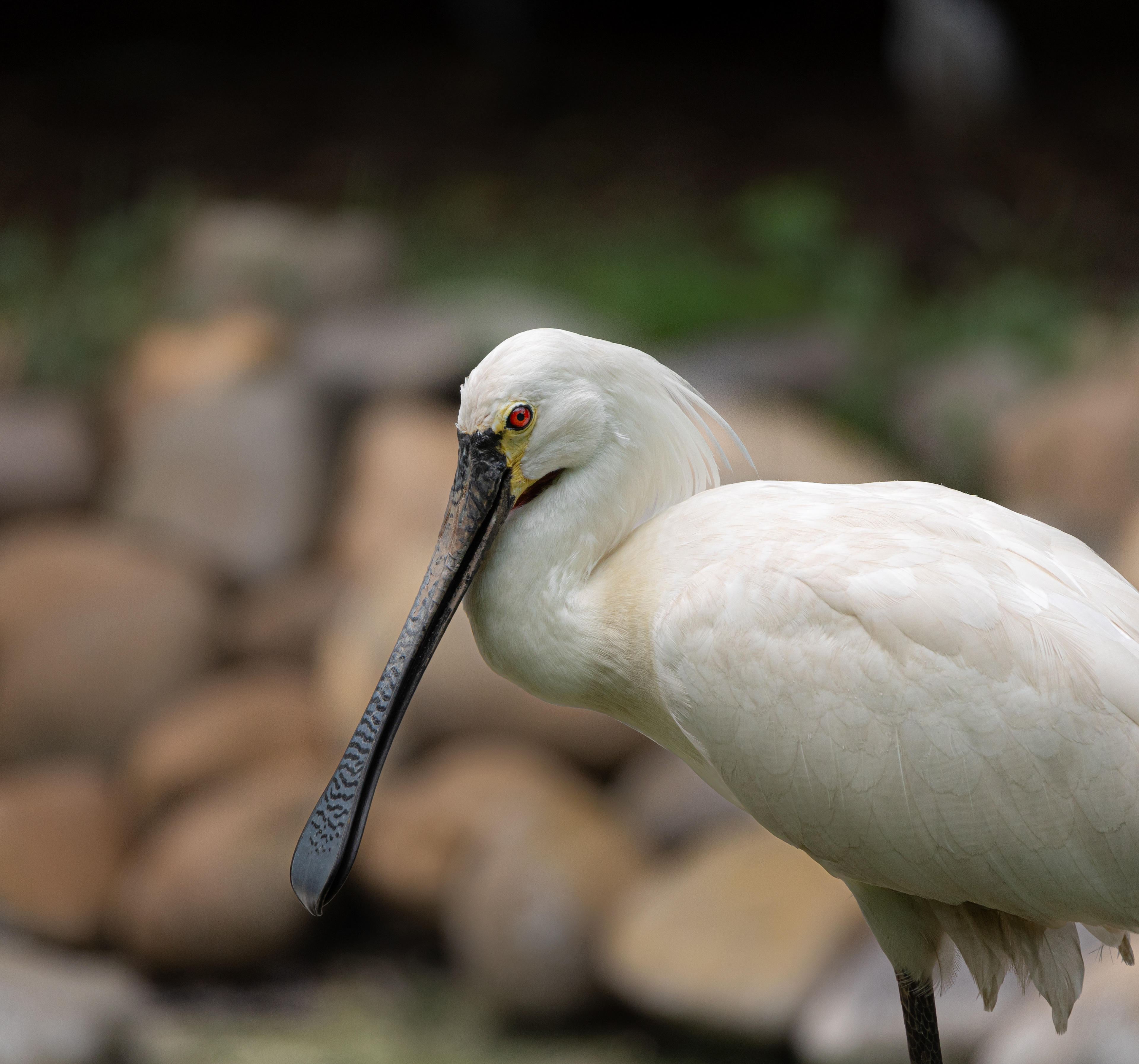 Captured by Rohit Chopra