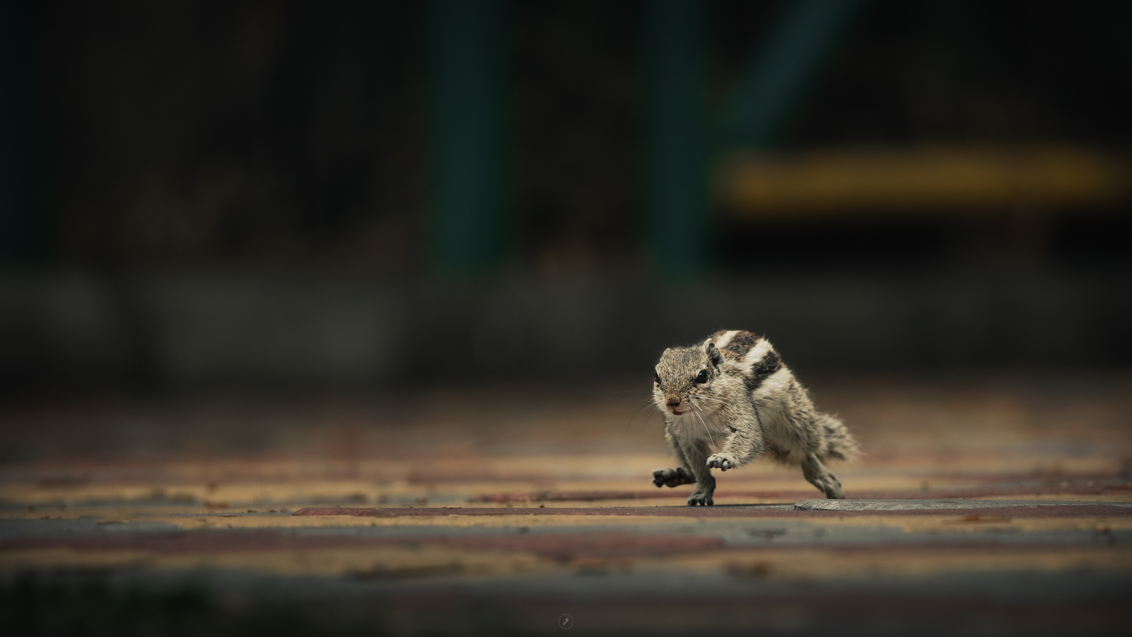 A squirrel Captured by Rohit Chopra Wildlife Photographer