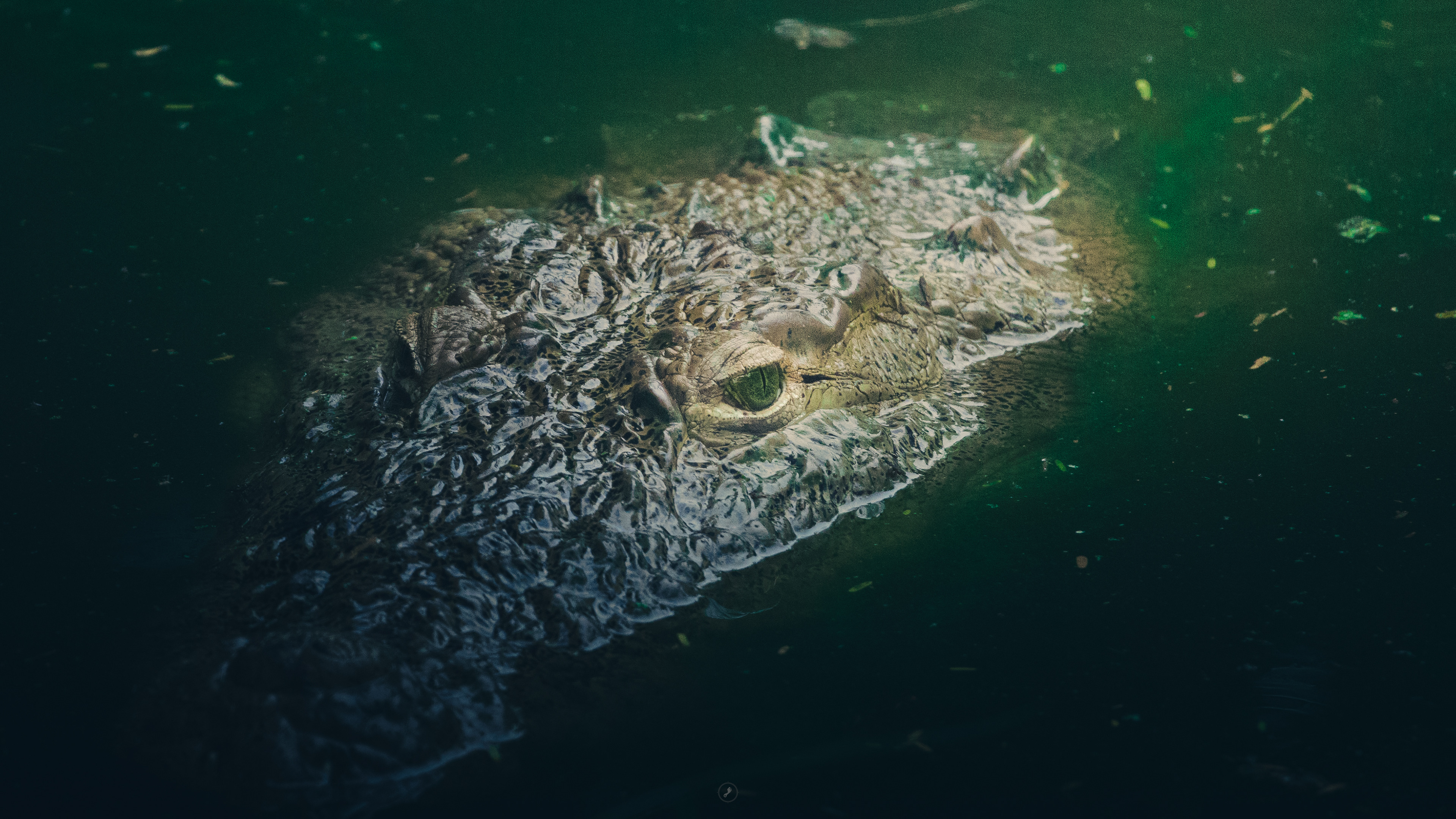 Captured by Rohit Chopra