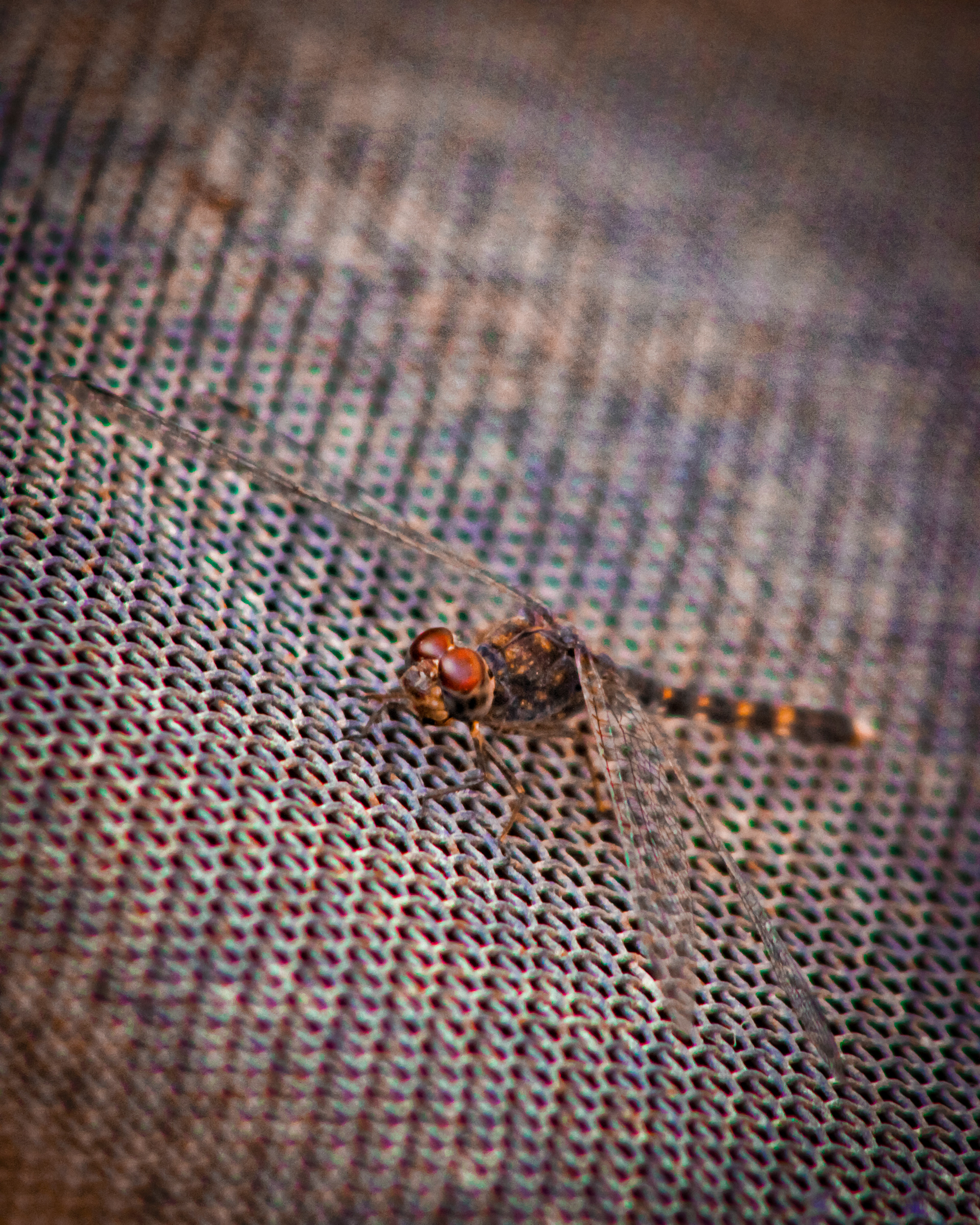 Captured by Rohit Chopra