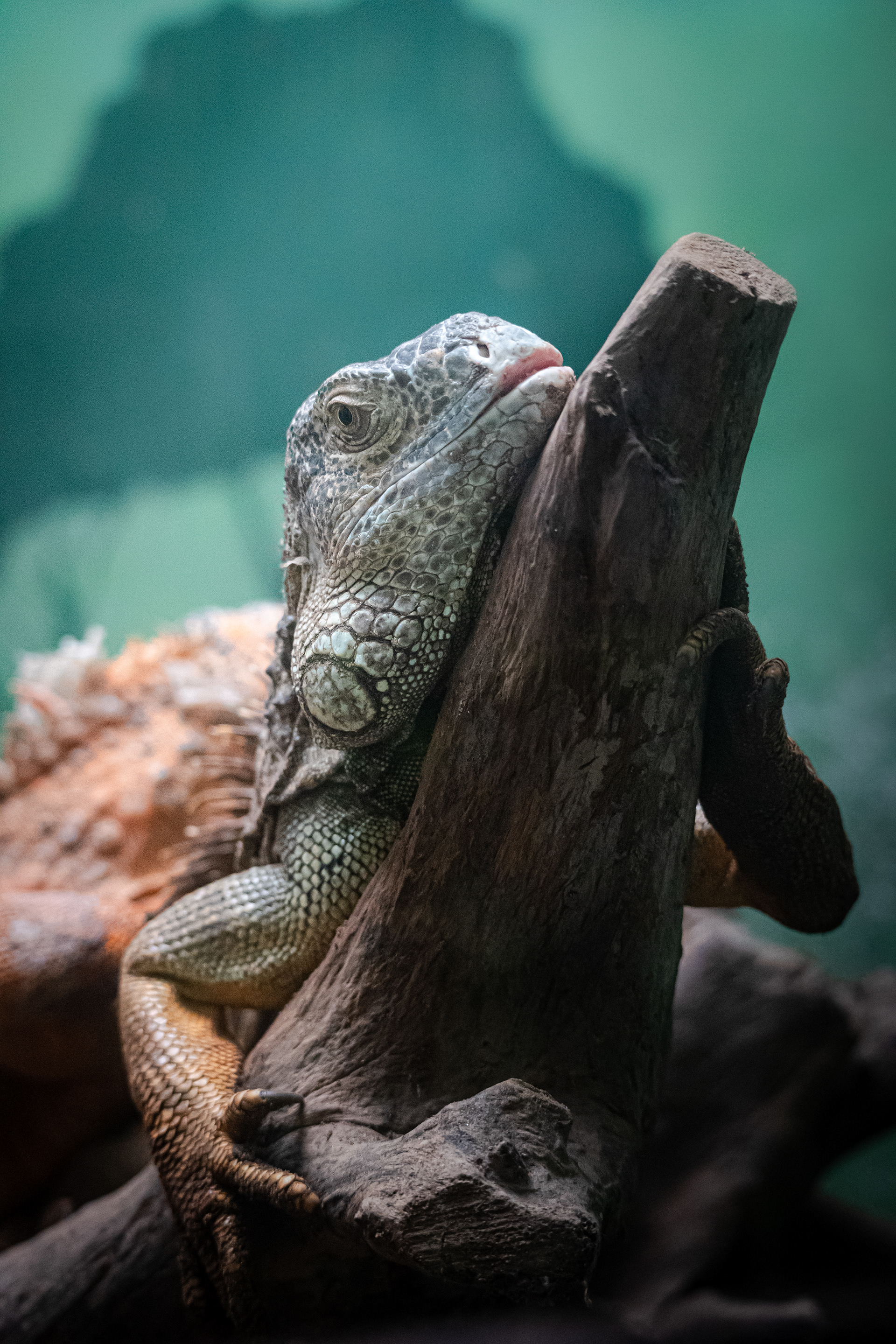 Captured by Rohit Chopra