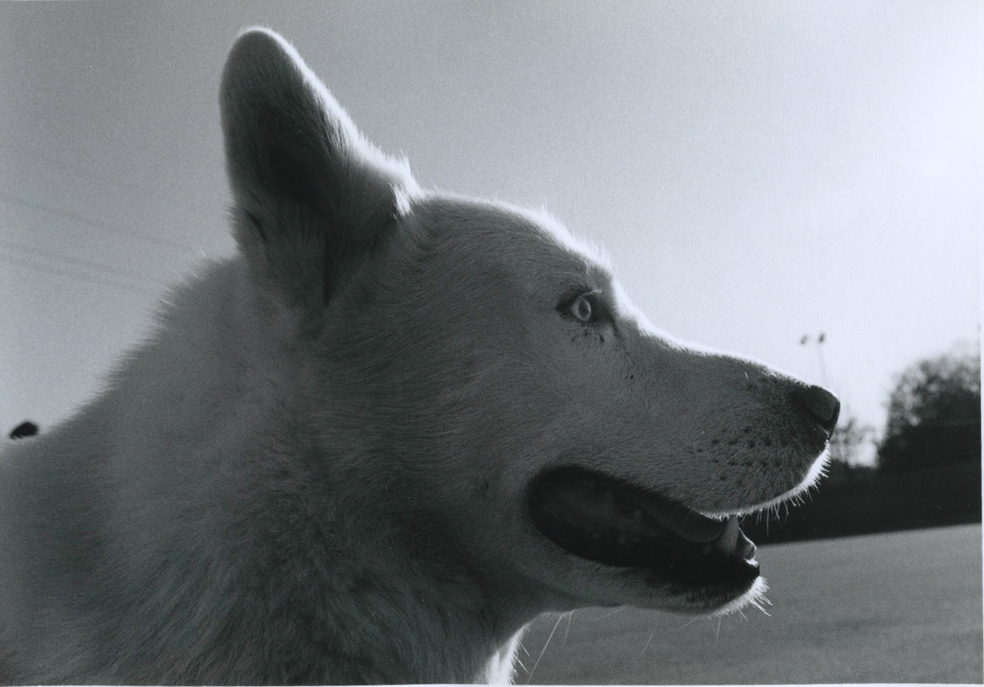 Jasper • Gabby Long • 2020 5”x7” print silver gelatin print 35mm