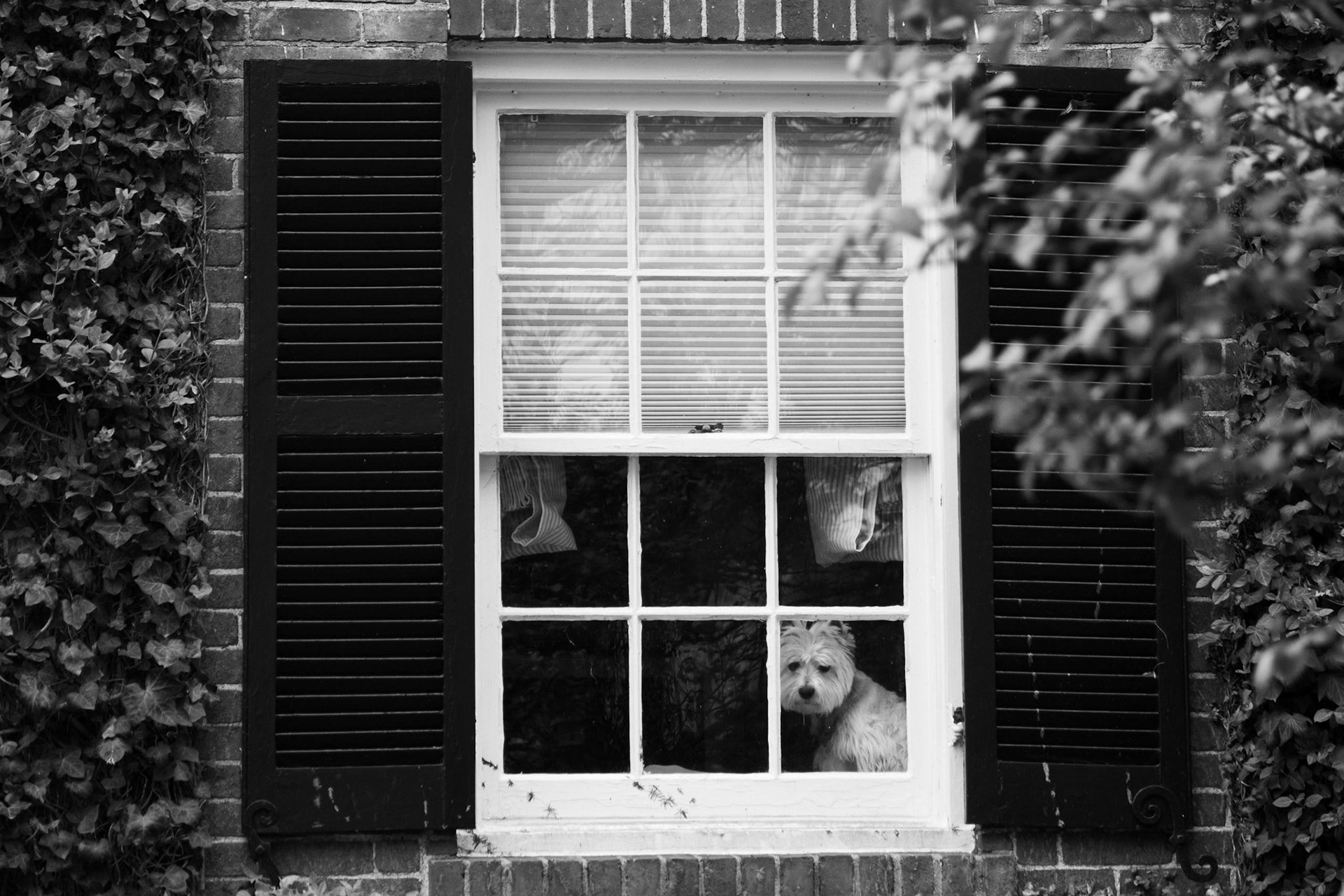 Quarantine Dog | Will Harrison