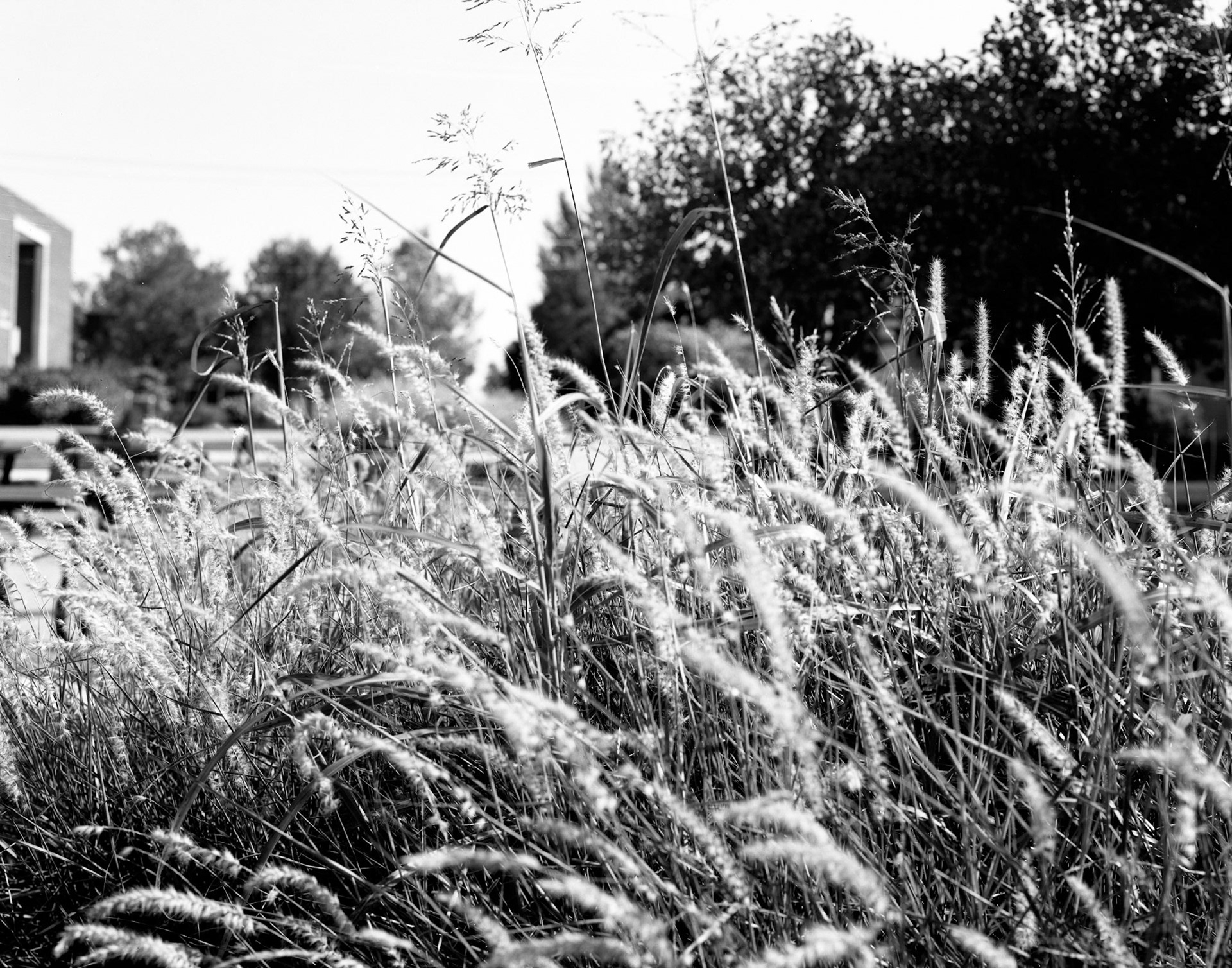 Waving Grass • Joy Marshall • 2020 • 8x10 Fiber based print • large format