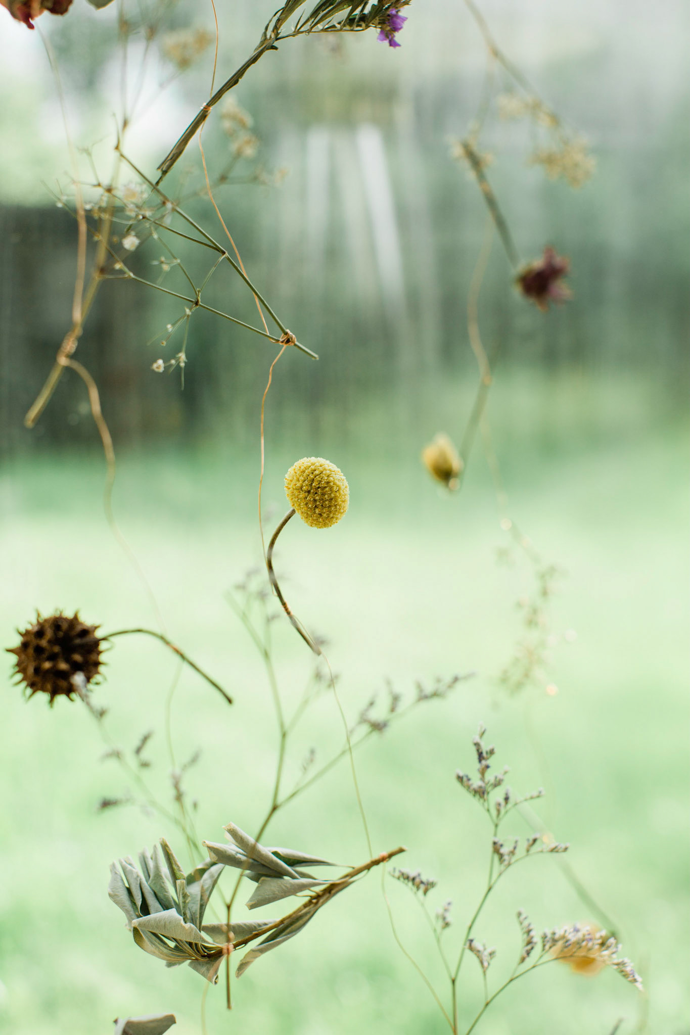Gallery details - Flowers