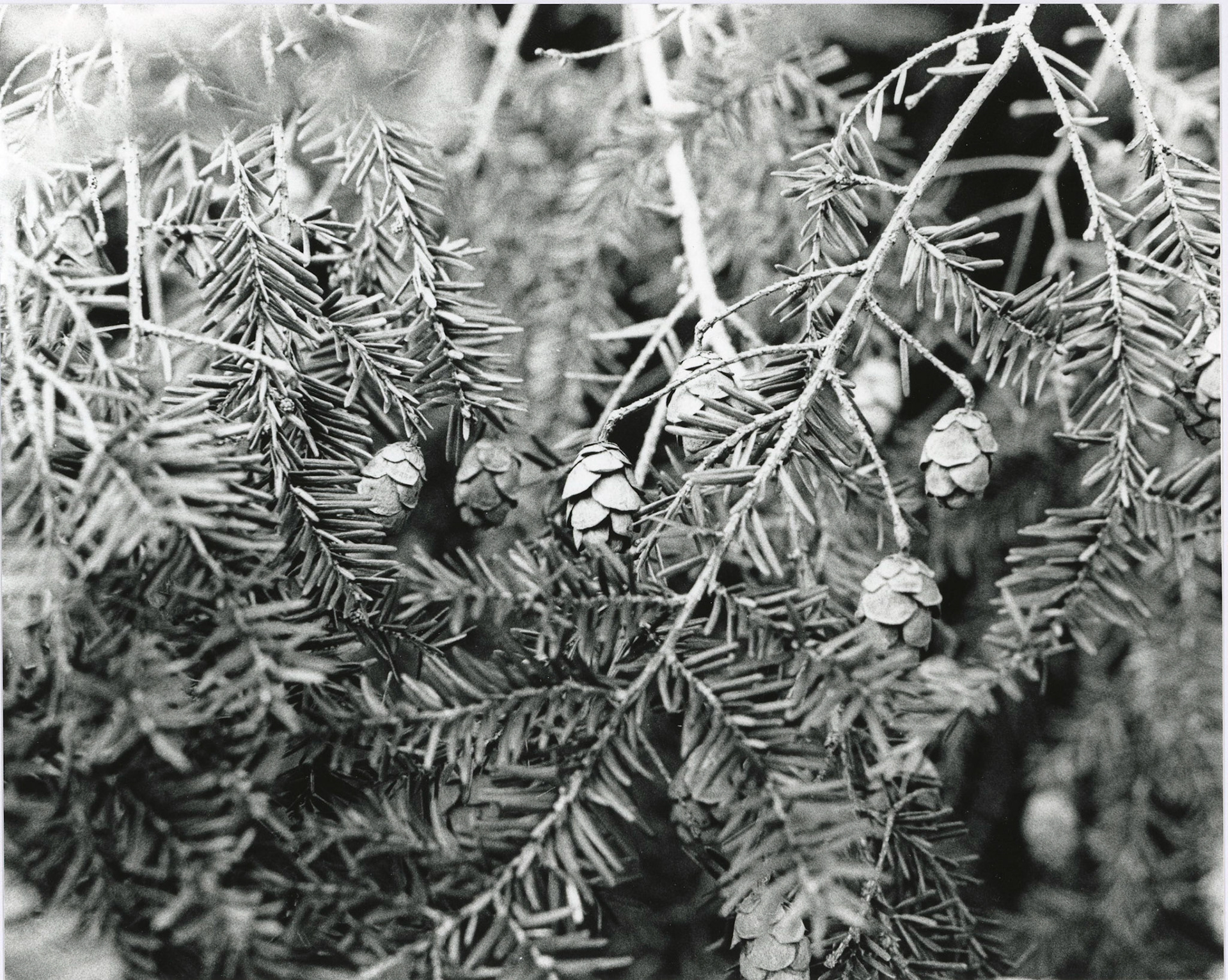 Beauty in the Little Thing • Tasha Mathews • September 11, 2020 • 8x10 FiberBase Print • 35mm