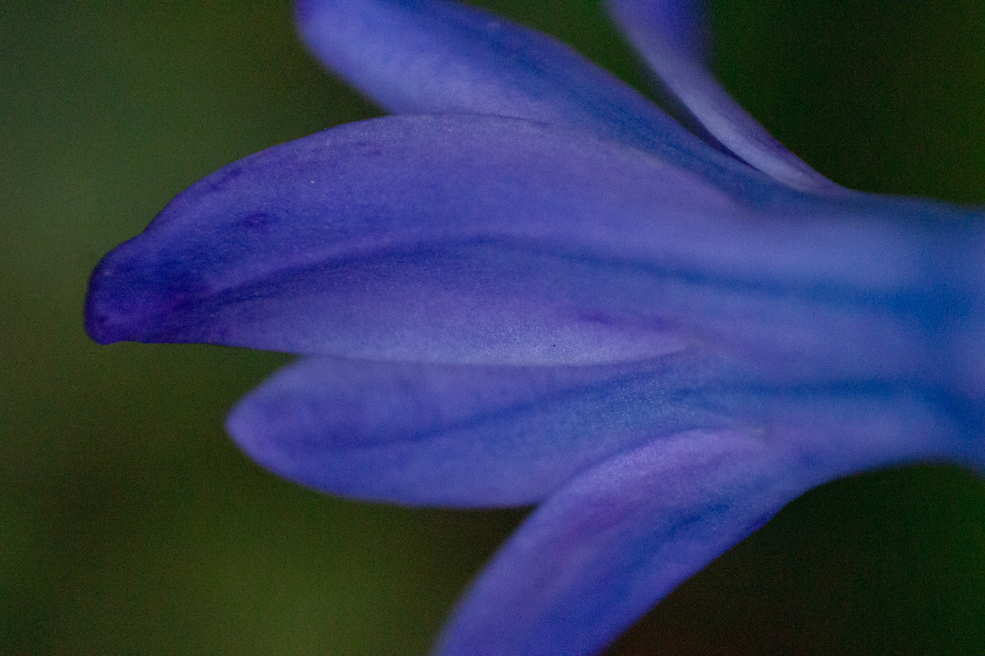Violet Depth | John Lane