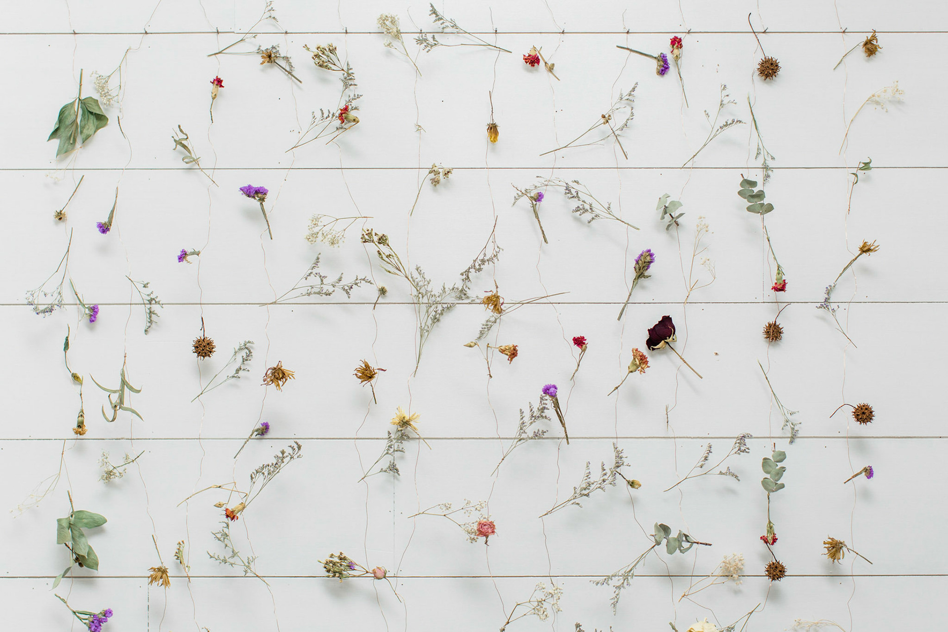 Gallery details - Flowers