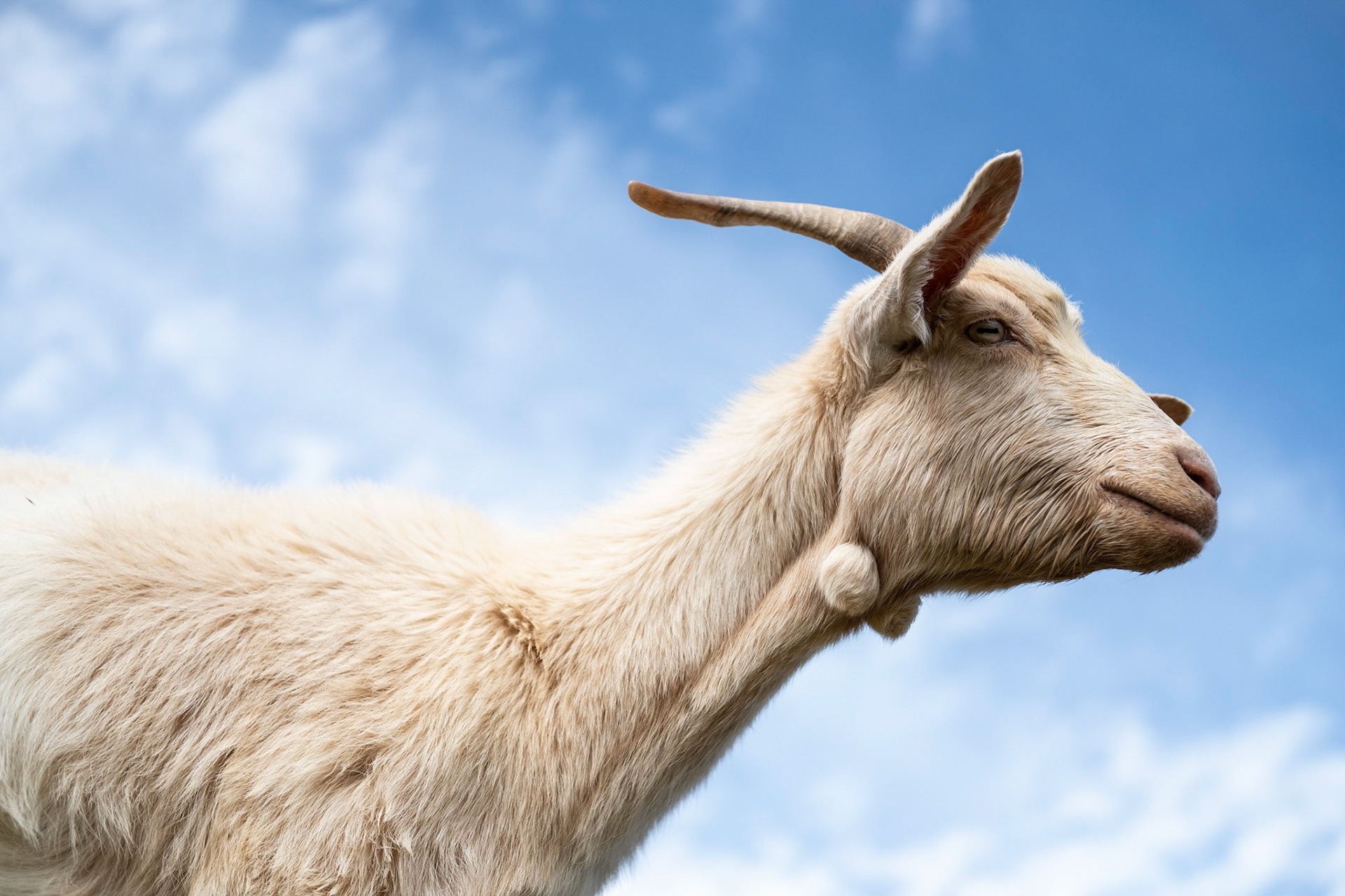 Mother Goat | Hunter Grady
