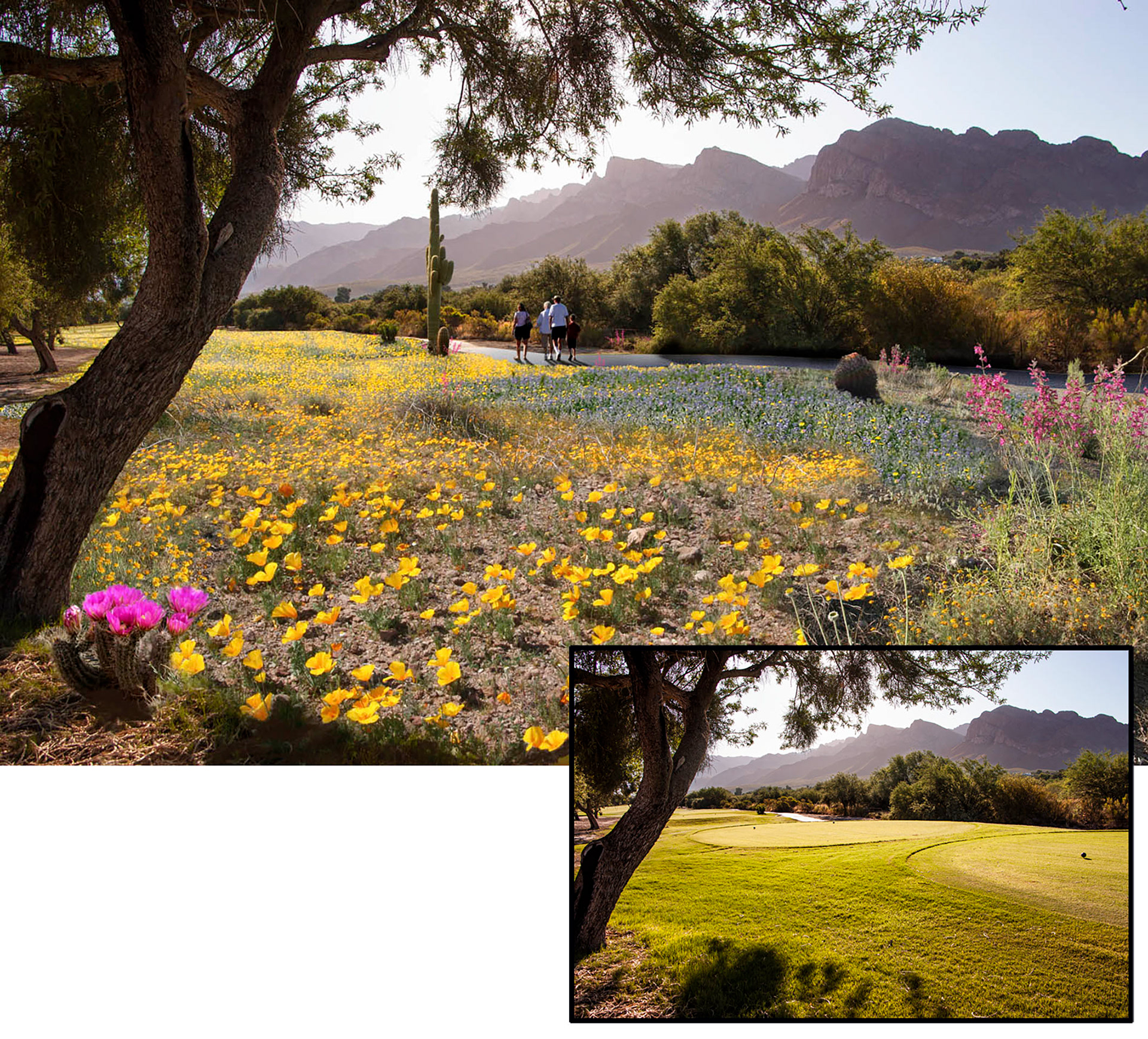 Conversion of golf course to desert park