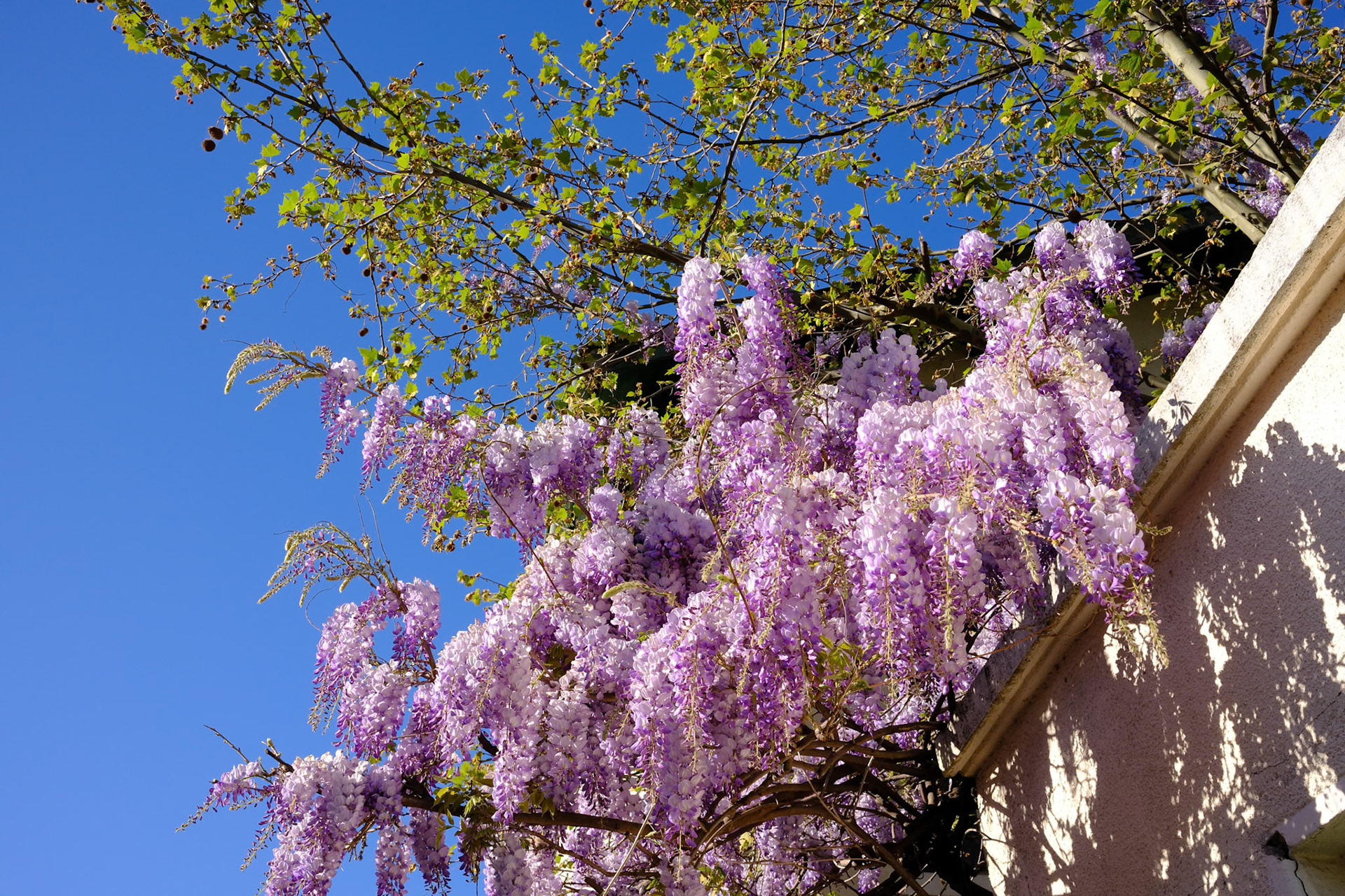 Glycine à Montchat