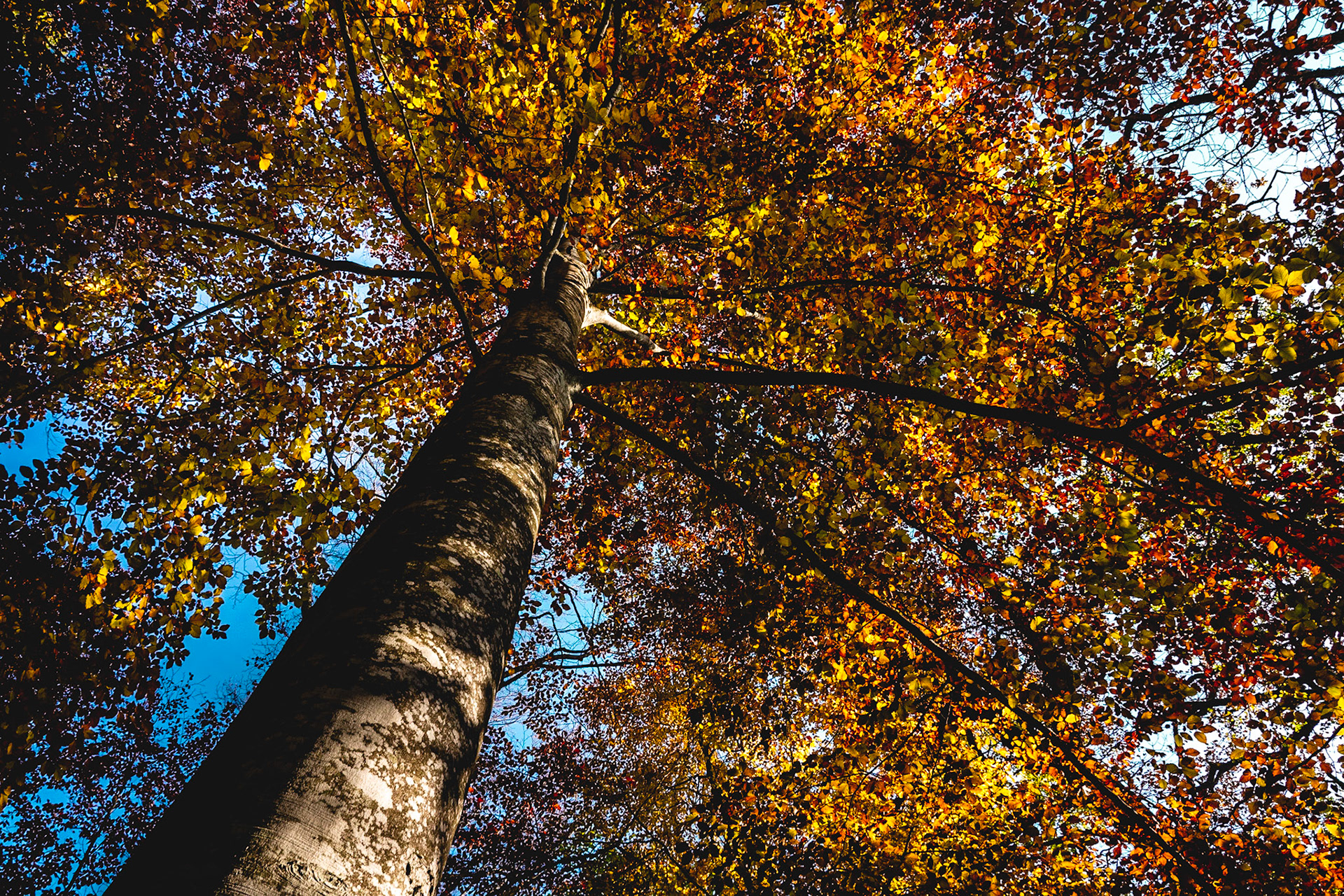 The one with orange red leaves