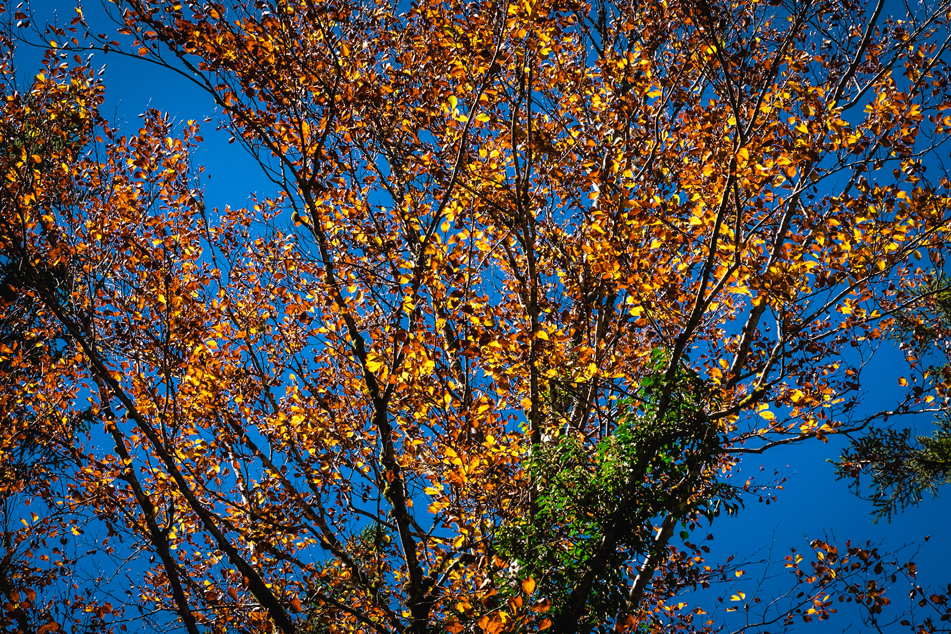 Burning (L'Embrasement)