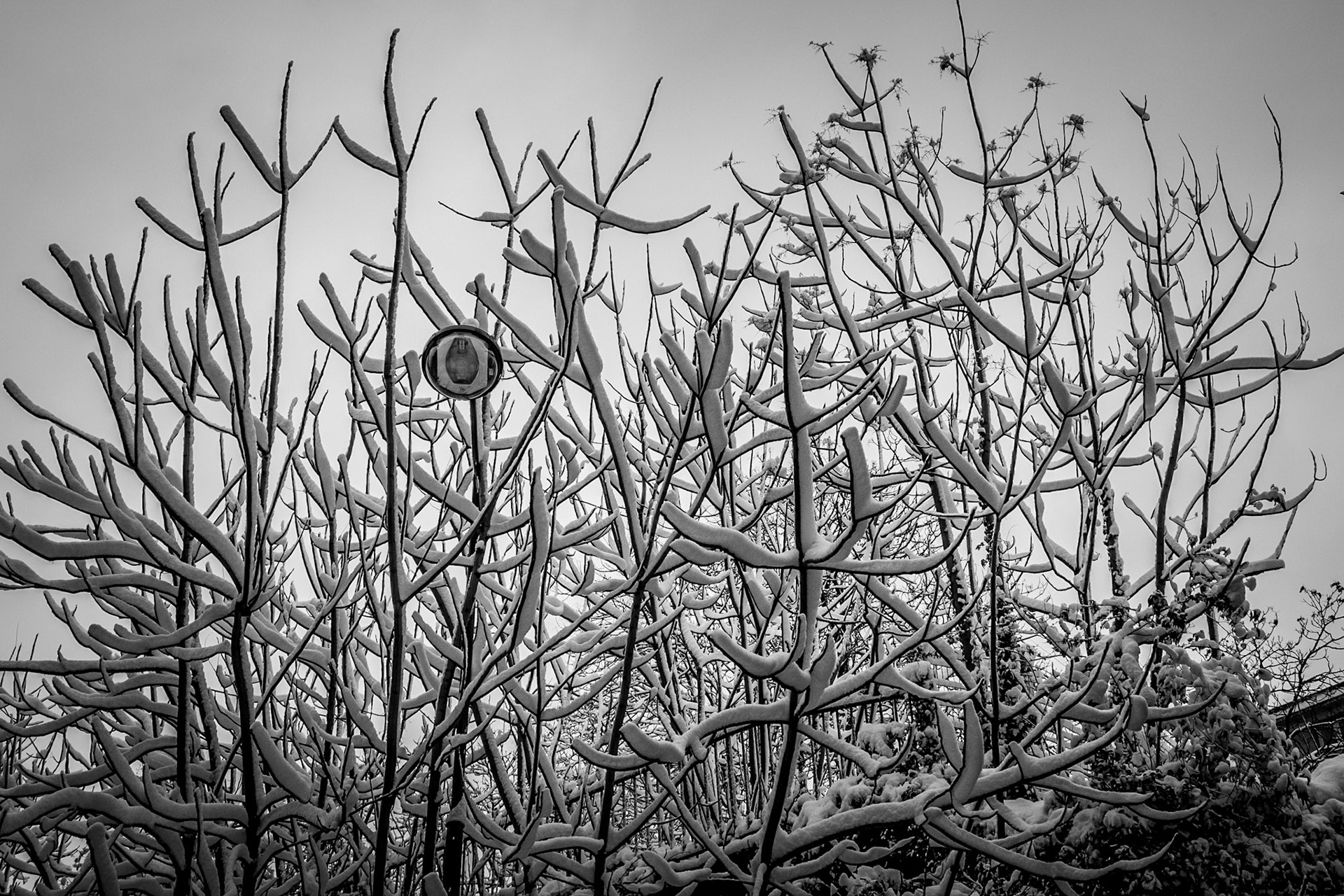 Snowgraphics two