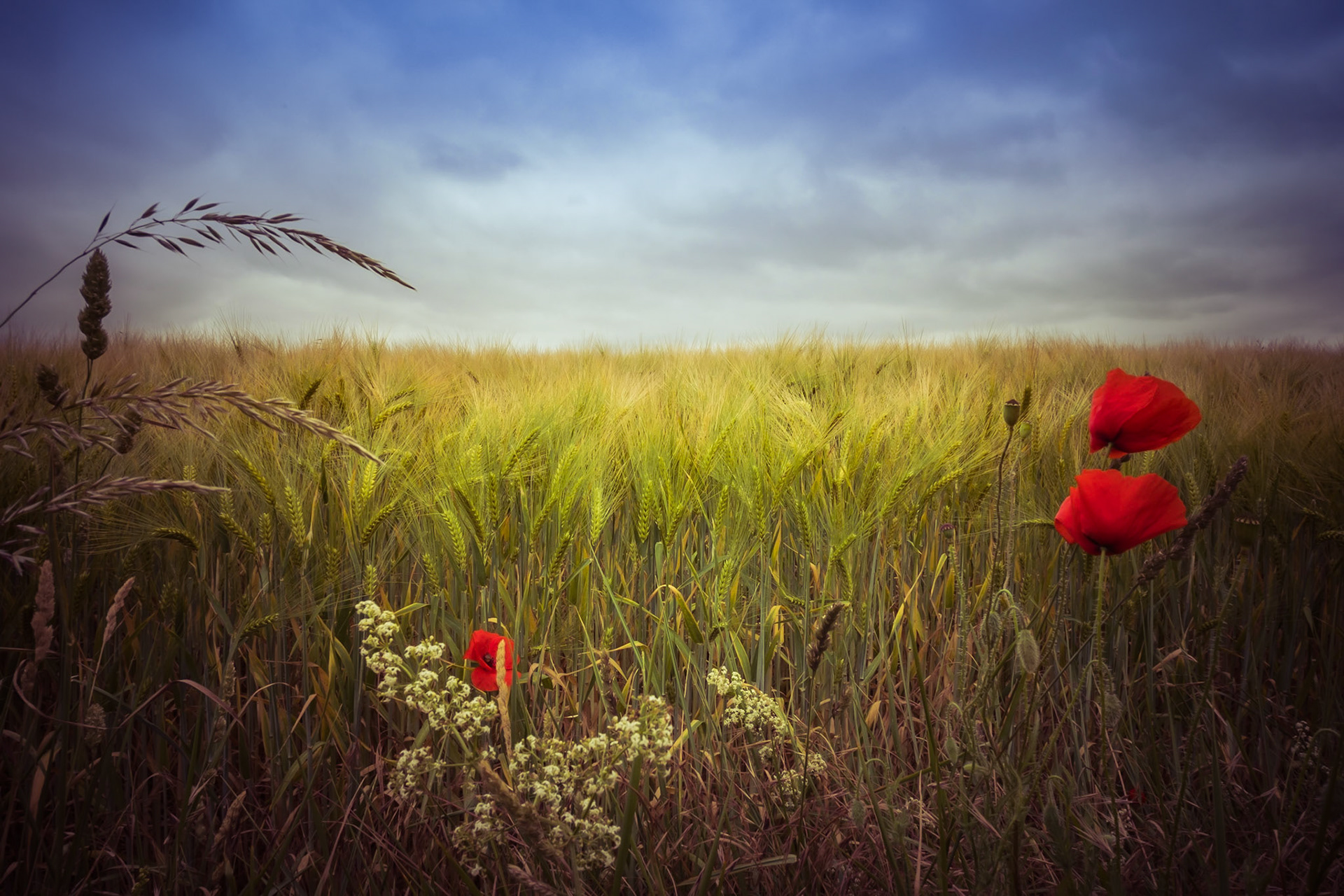 In my dream (poppy)