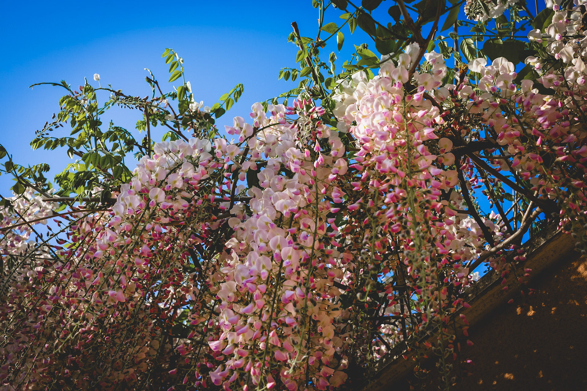 Glycine blanche à Monchat (2)