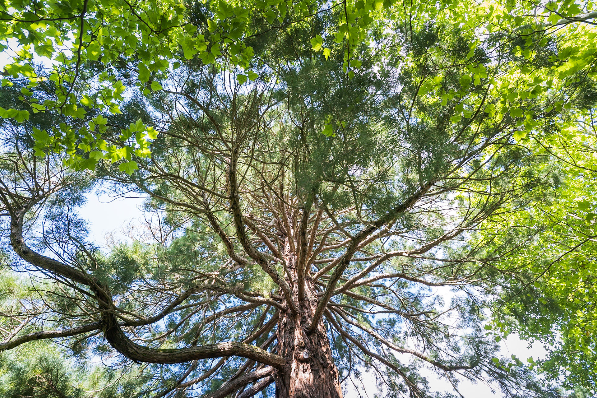 Weird sequoia