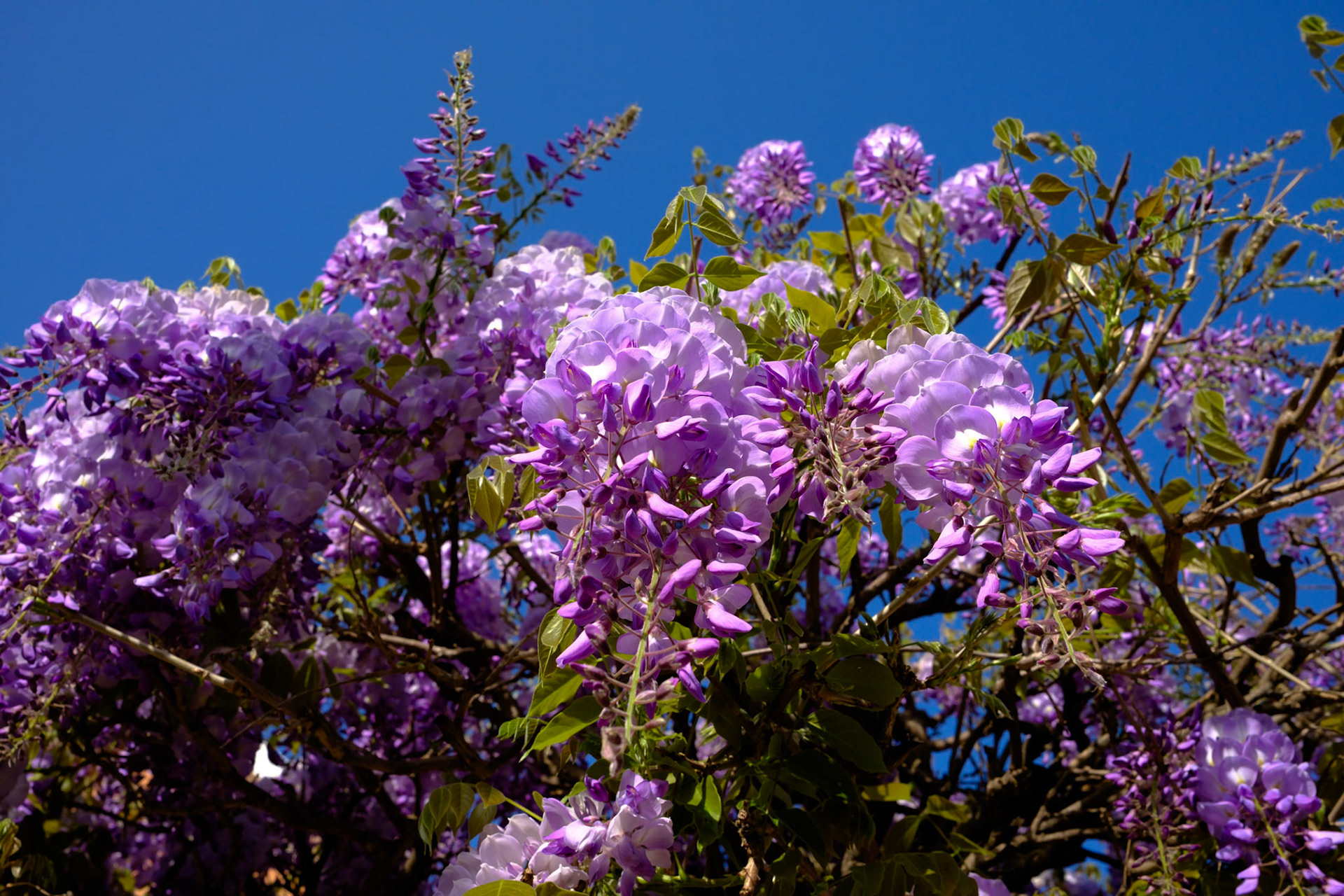 Glycine 22 (4)