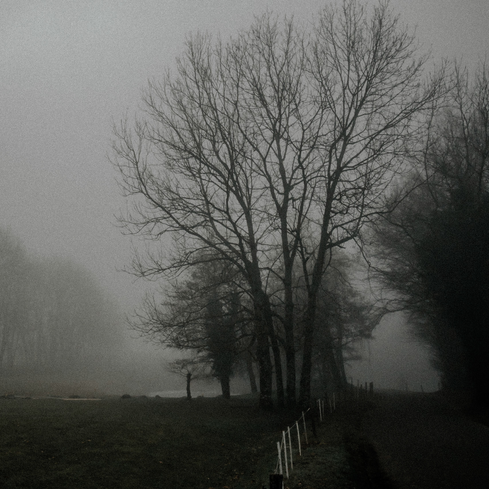 Brouillard