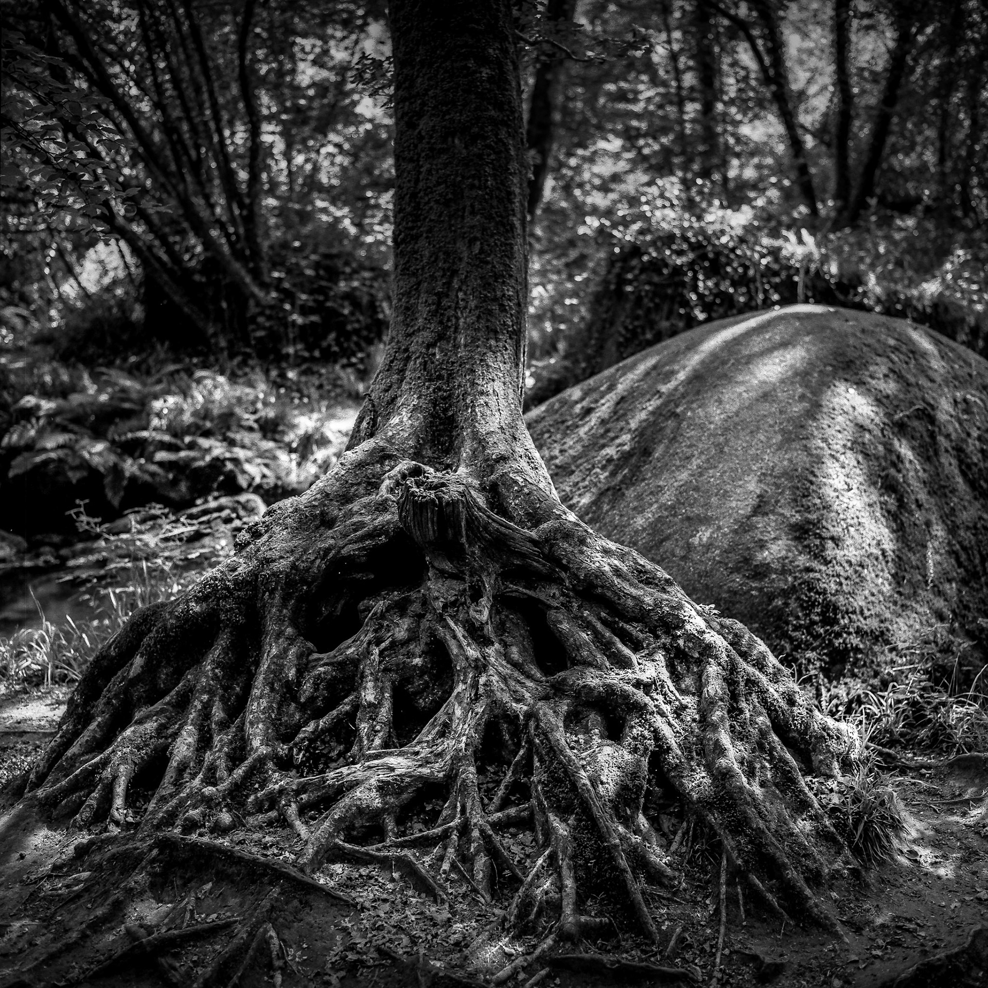 The one who takes root