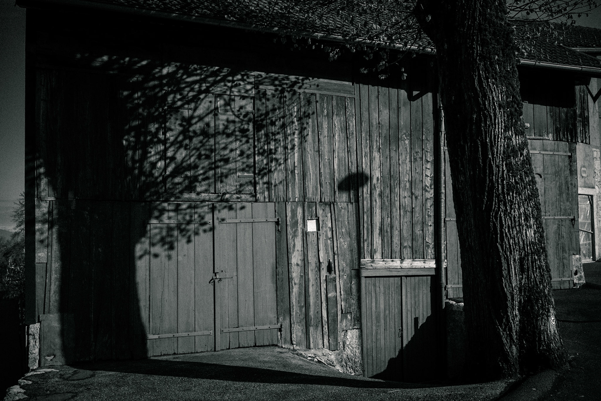 The one who is playing with its shadow