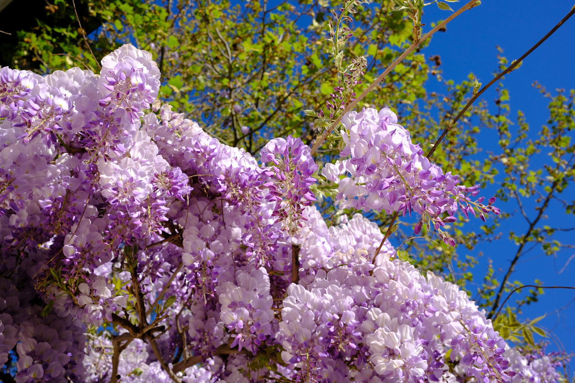 Glycine à Montchat