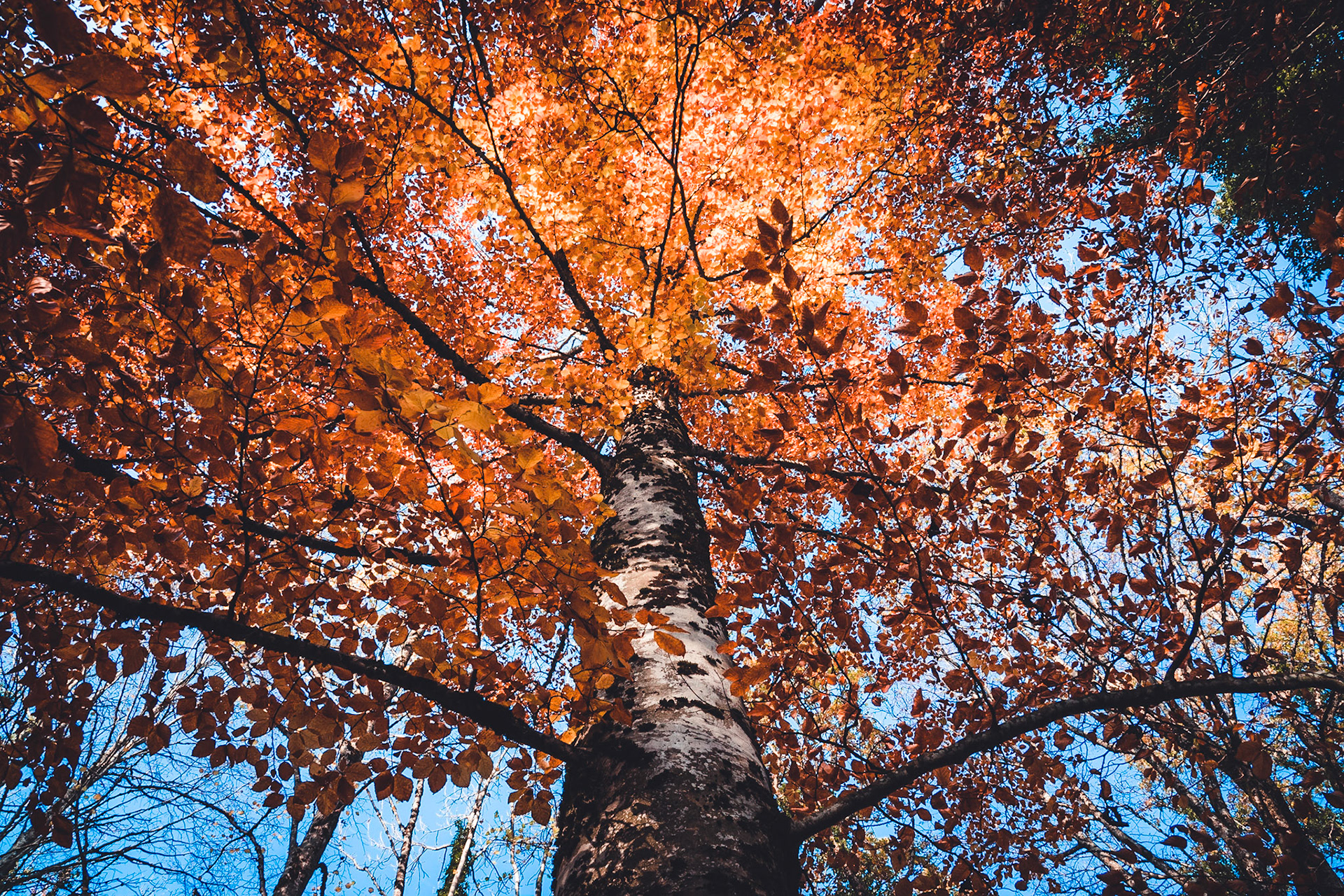 The one with orange leaves