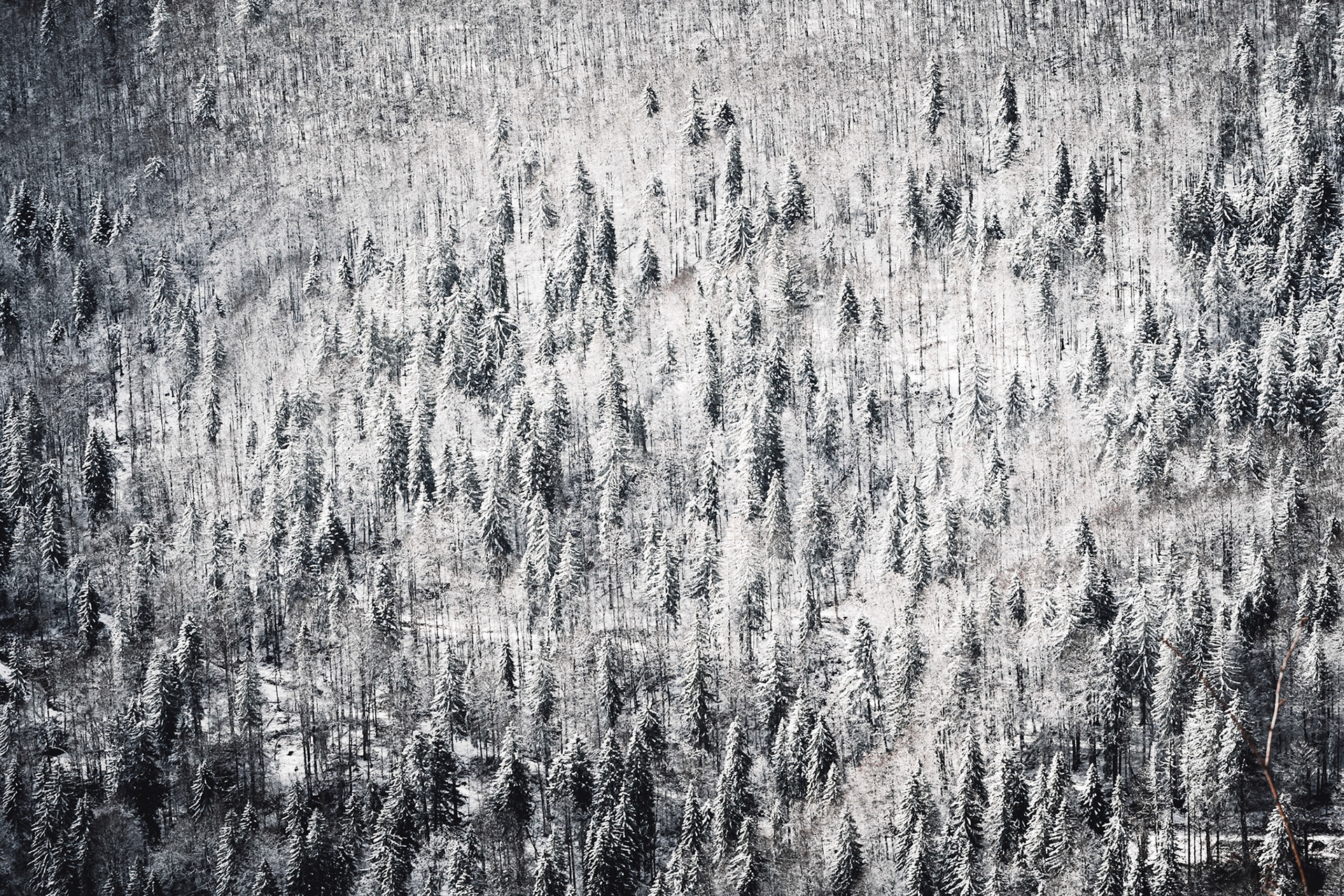 Spring snow