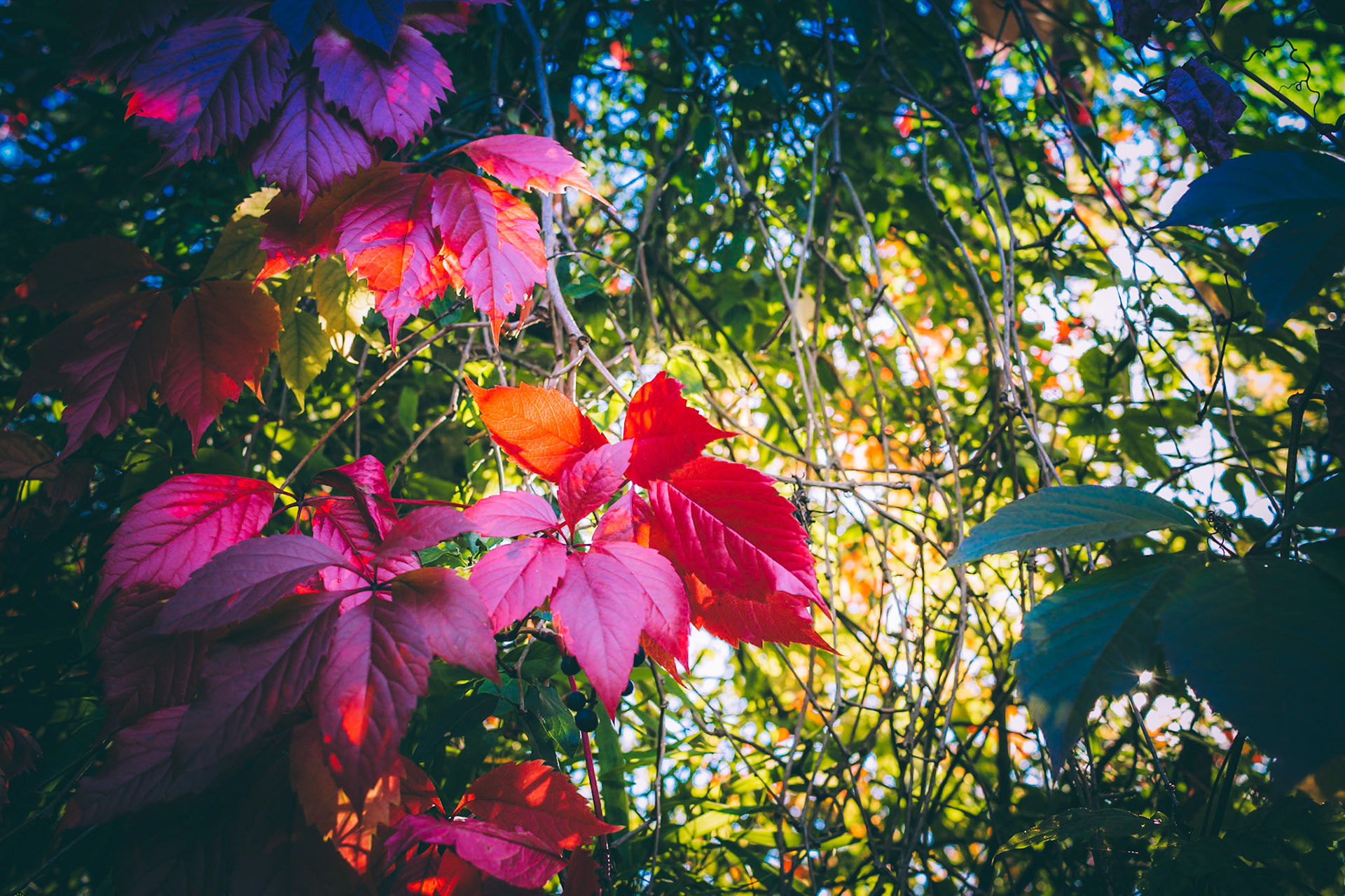 In my dream (Red leaves)