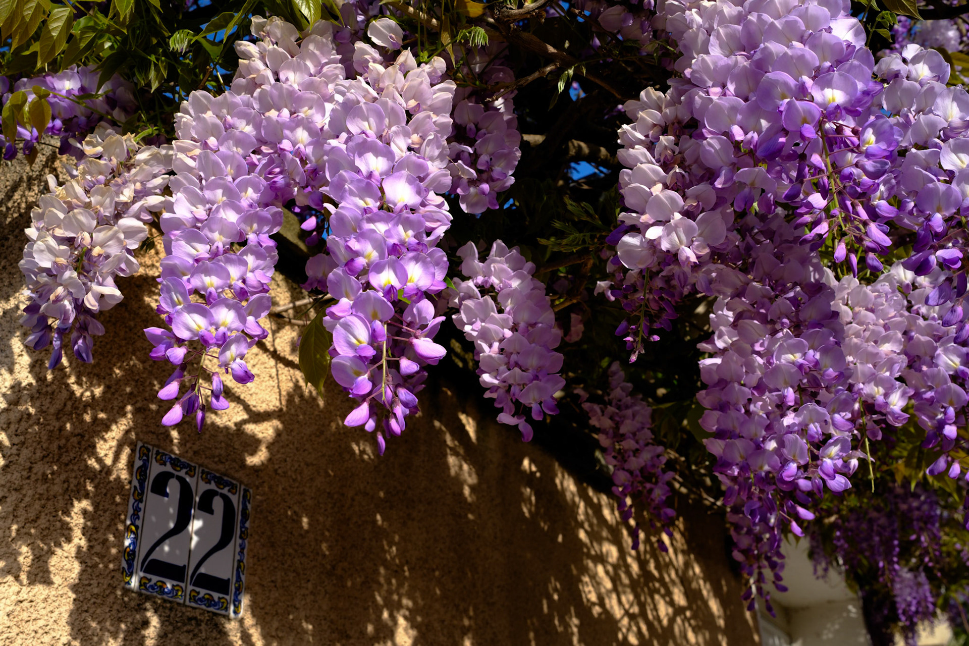 Glycine 22 (2)
