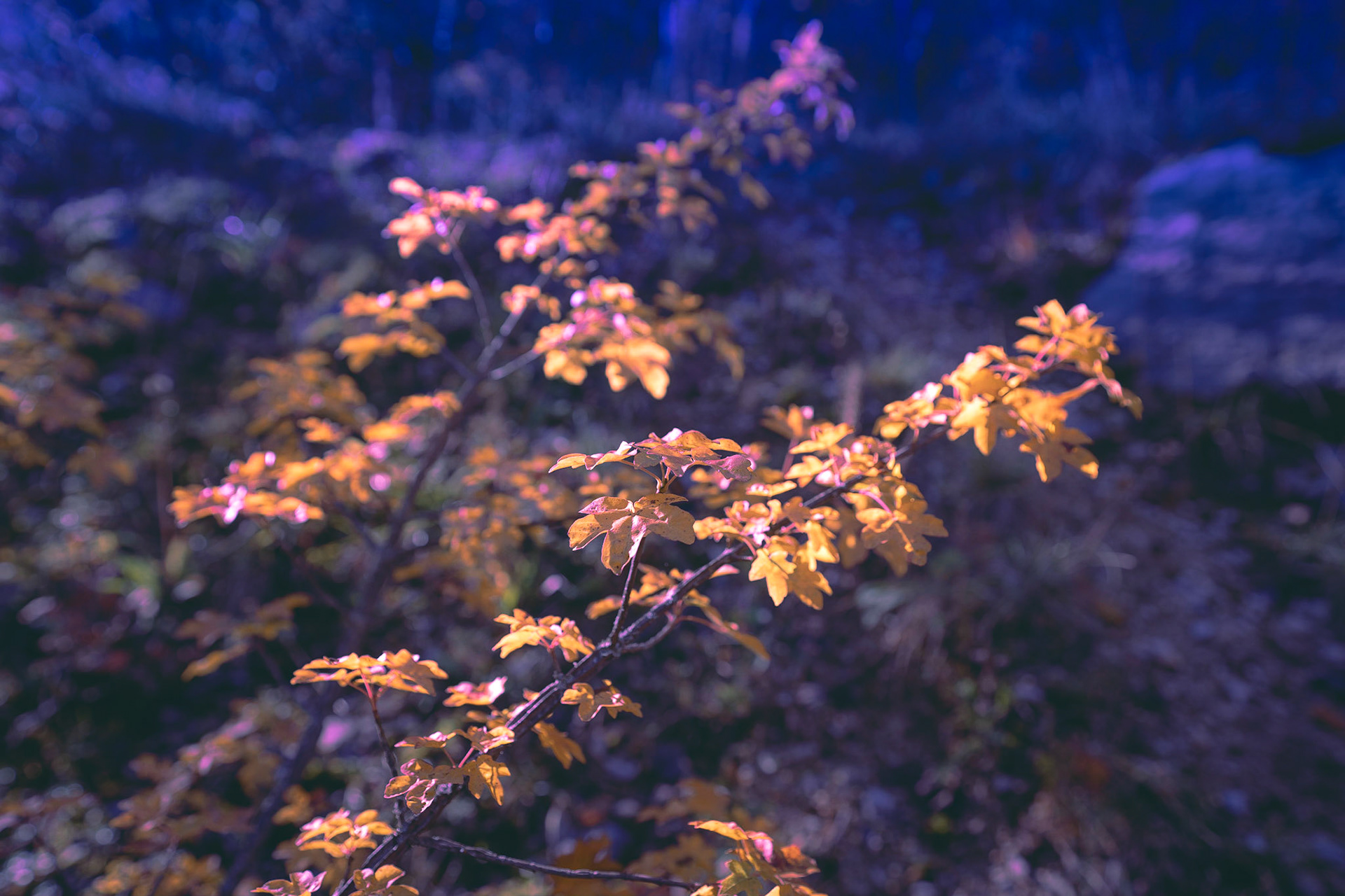 In my dream (yellow leaves)