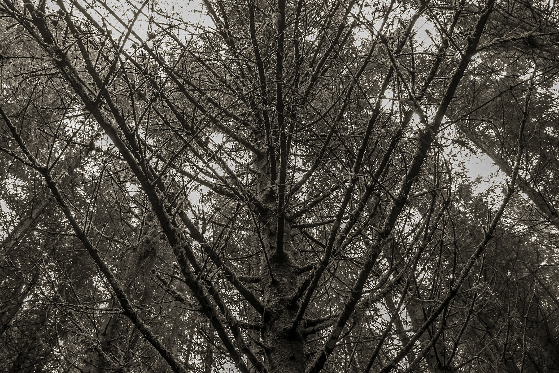 Spine