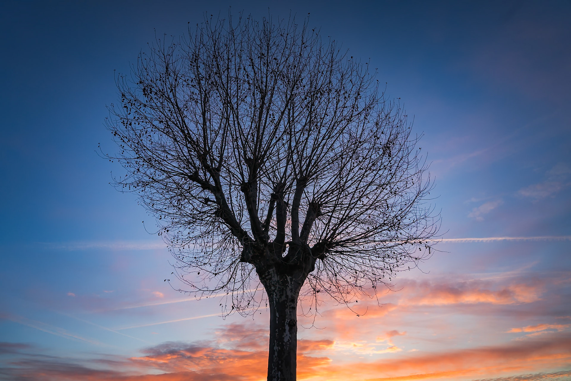TreeRise