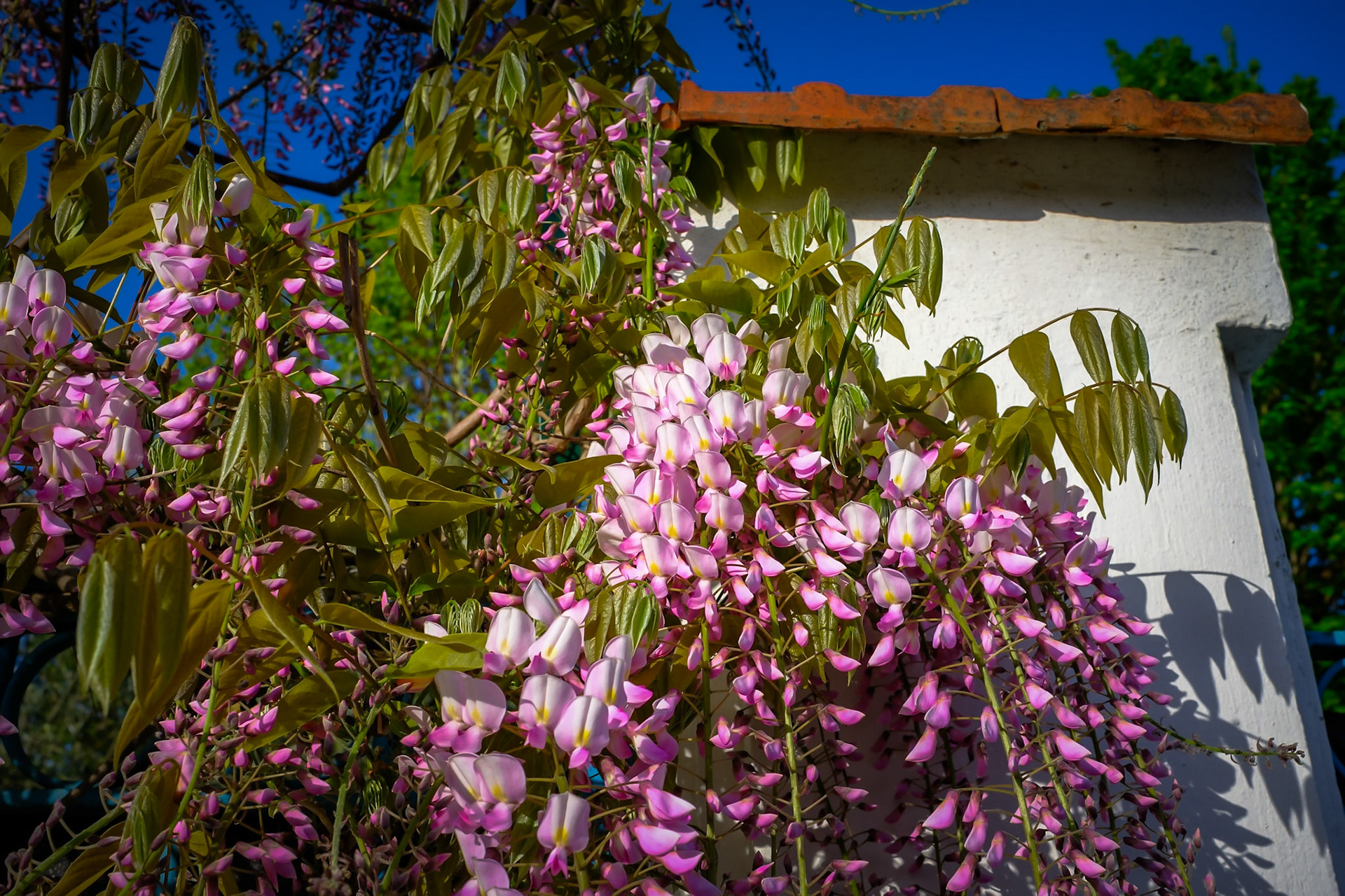 Glycine rose à Montchat (1)