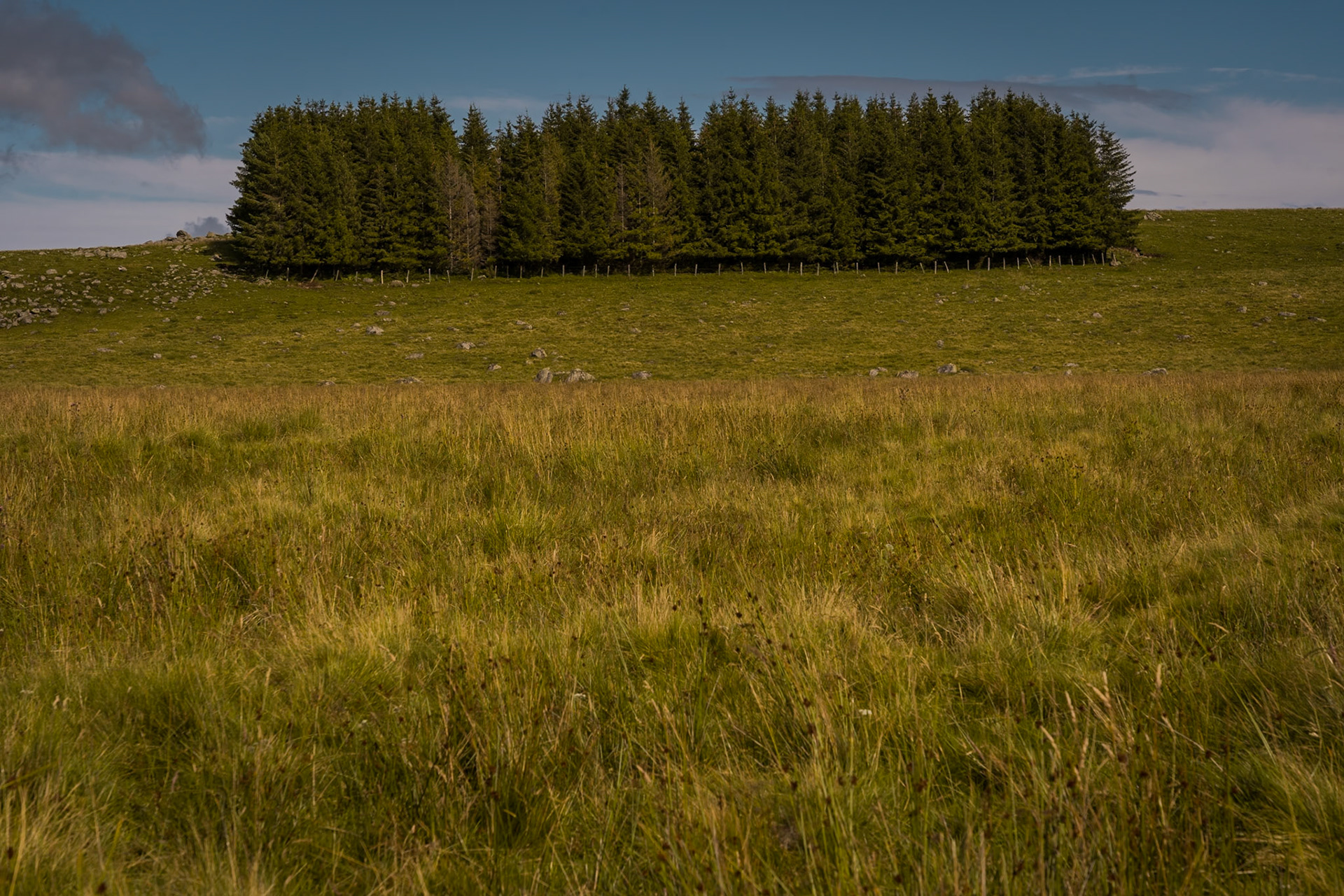 Aubrac