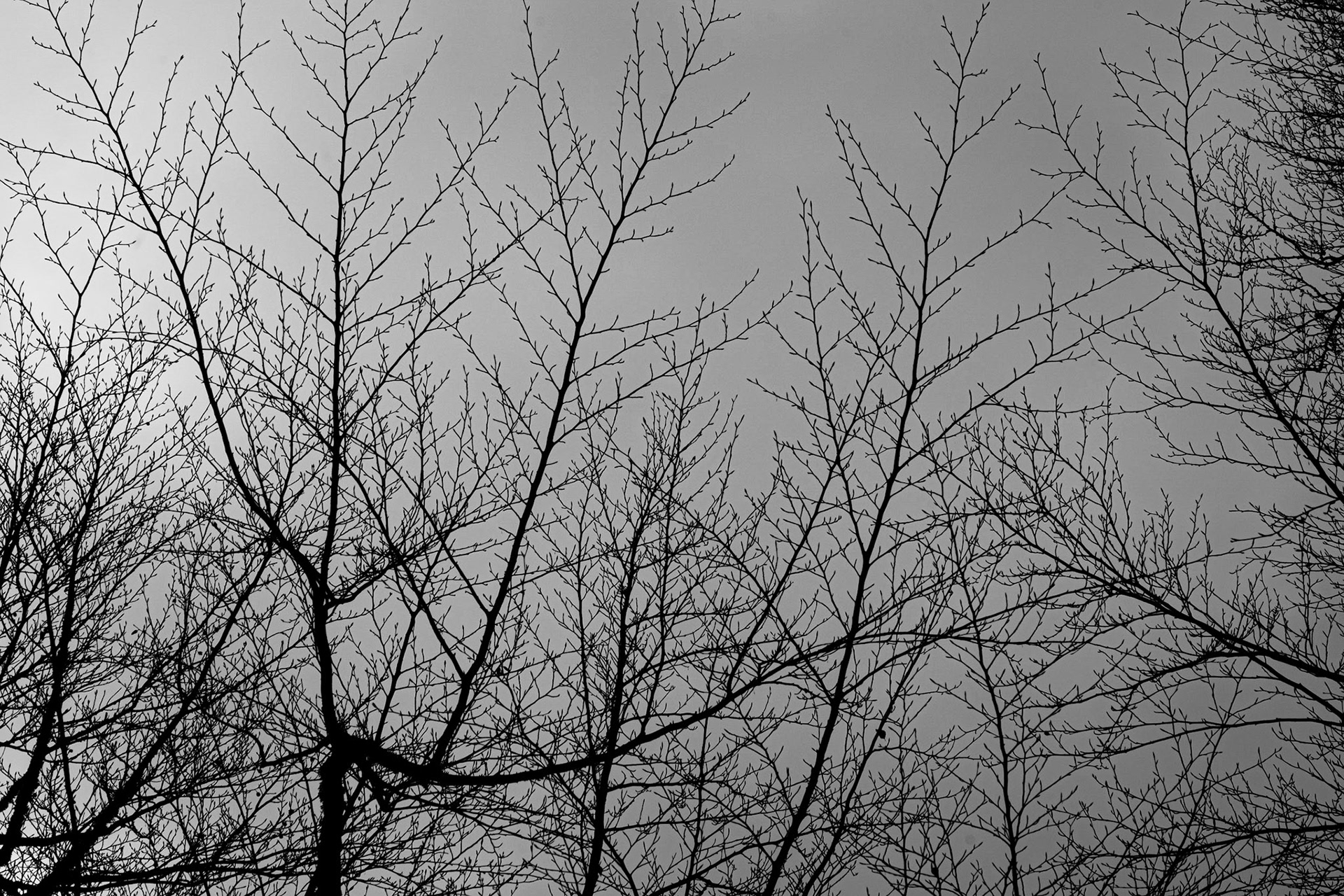 Ramifications (1)