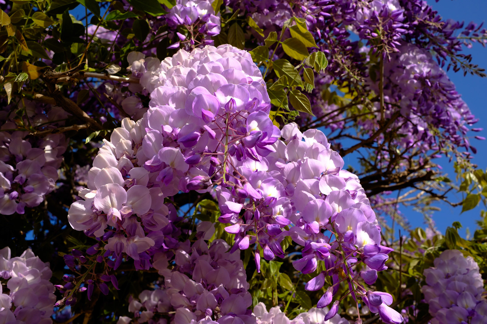 Glycine 22 (3)