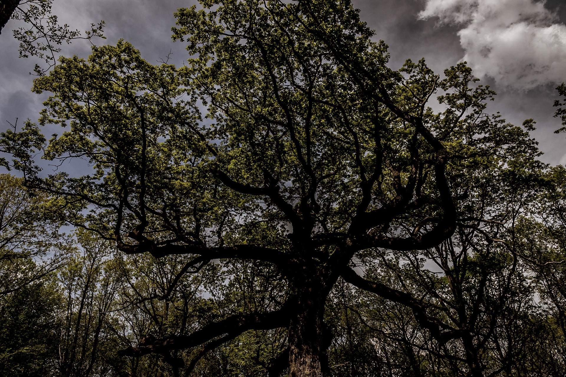 The one who is mysterious (Broceliande)