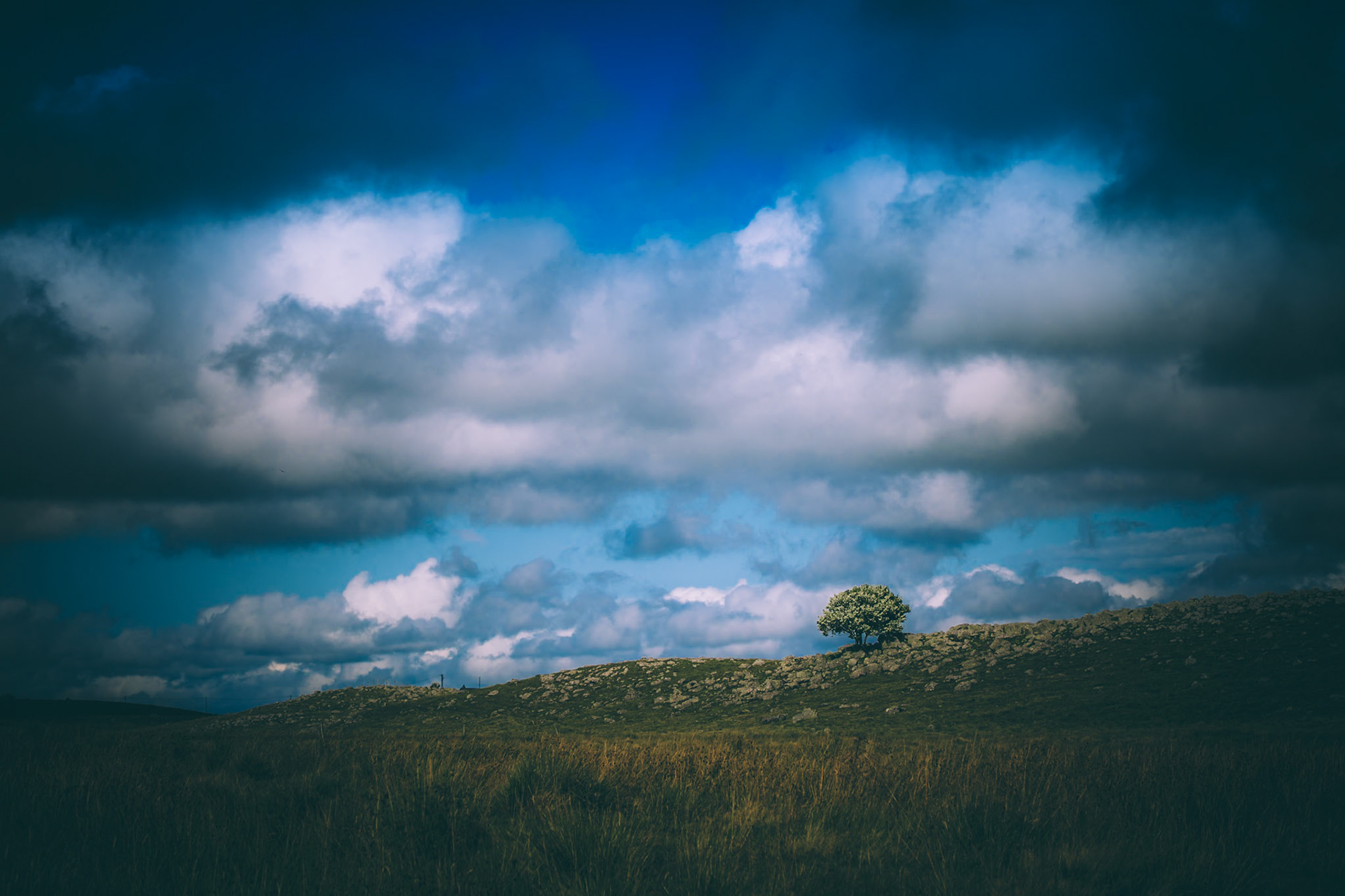 Dream (The tree in the middle of nowhere)