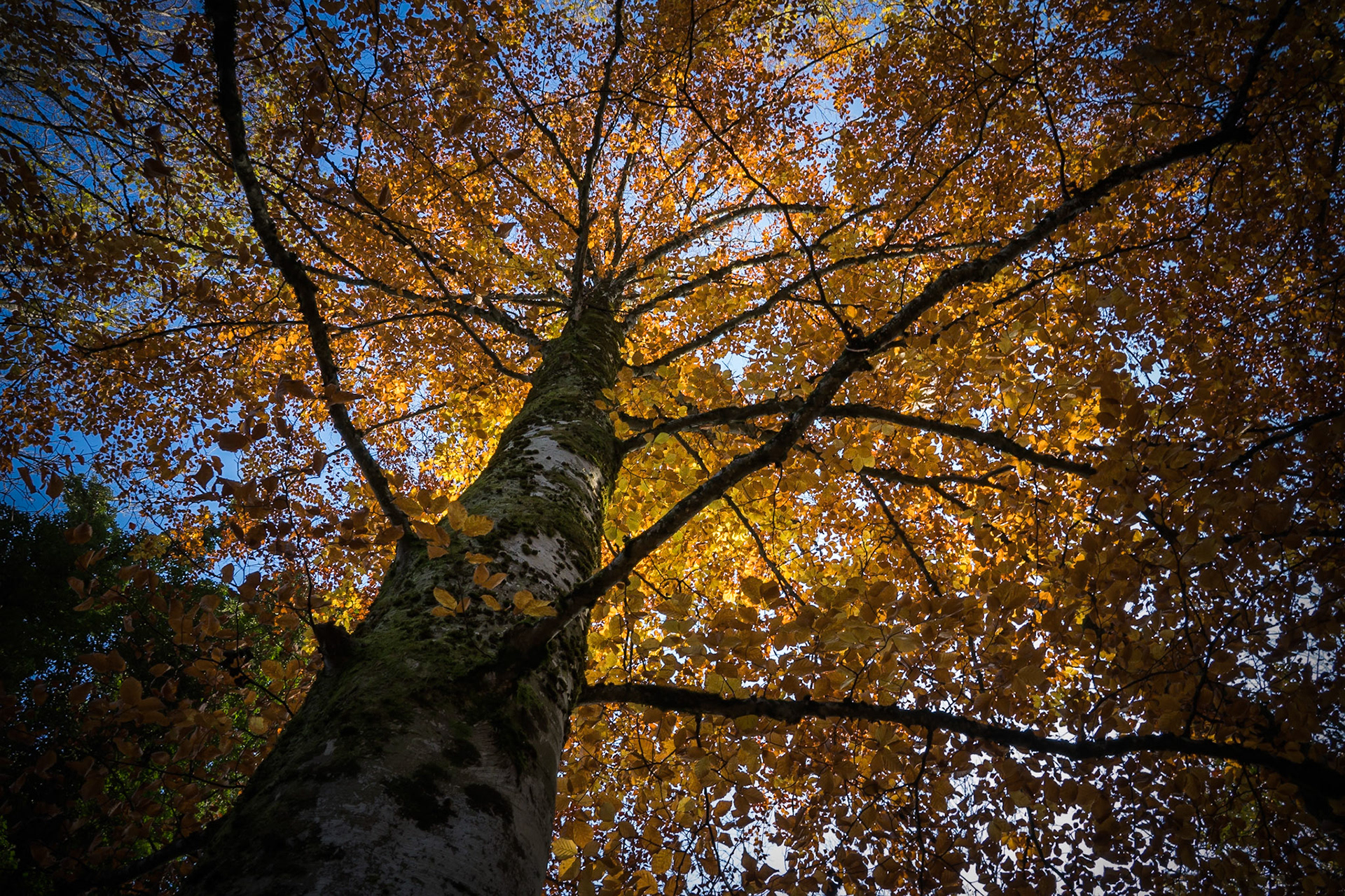 The one with yellow leaves