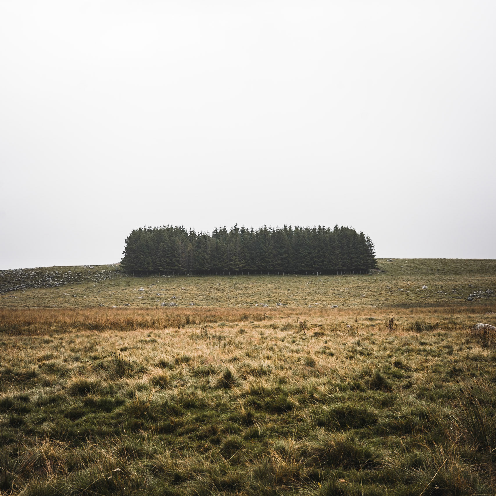 Fir forest