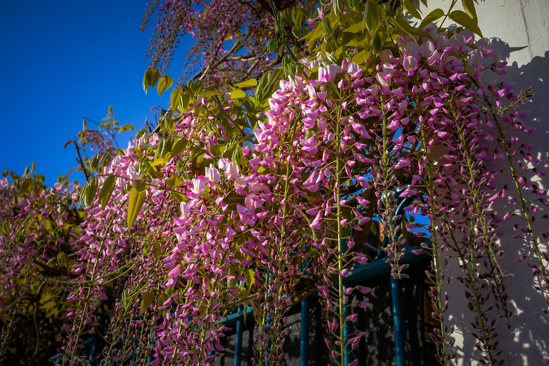 Glycine rose à Montchat (3)