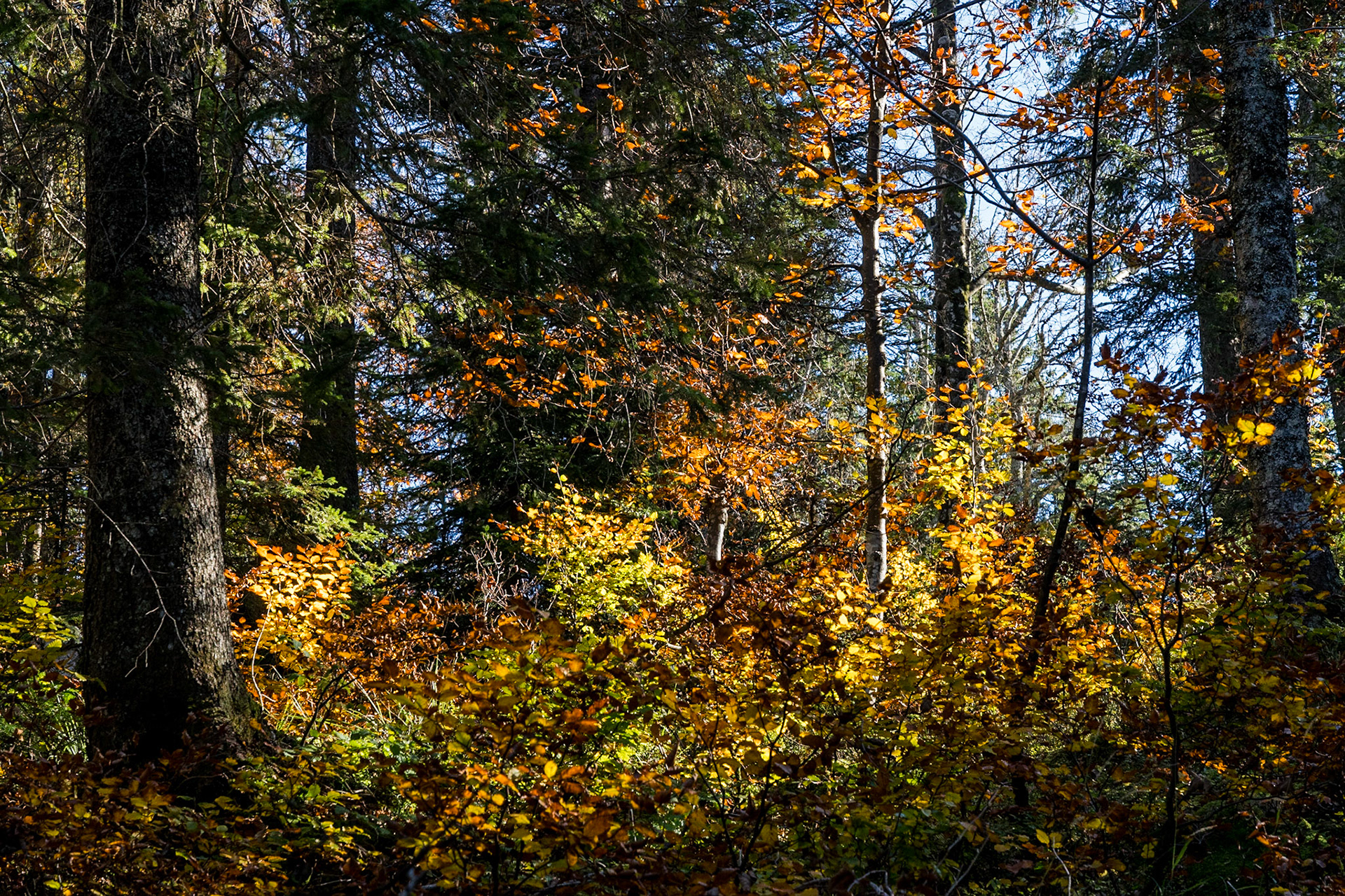 Couleurs d'automne dans la forêt du Turet (Jura)